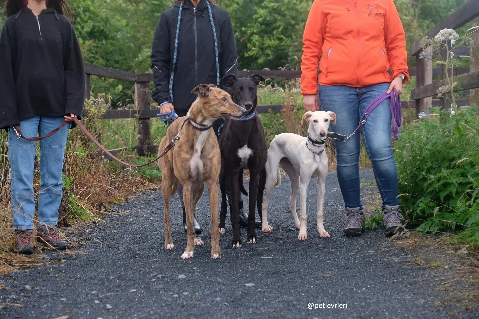 carley dorothy spaud adozione lurcher greyhound3