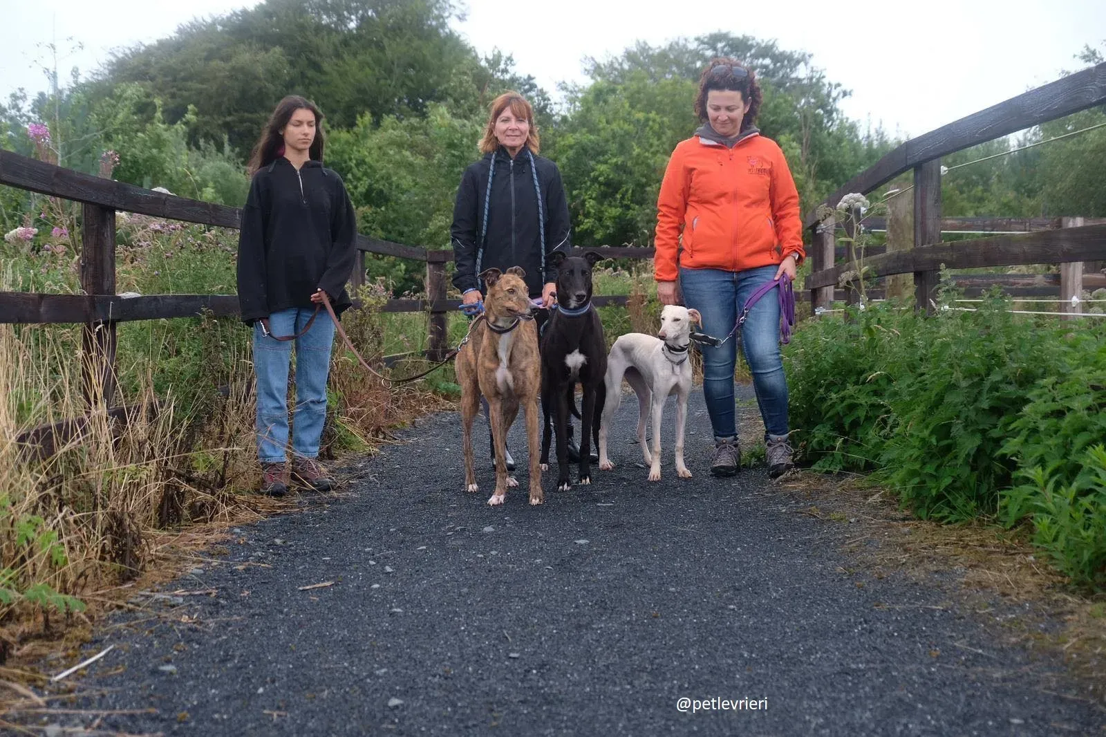 carley dorothy spaud adozione lurcher greyhound4