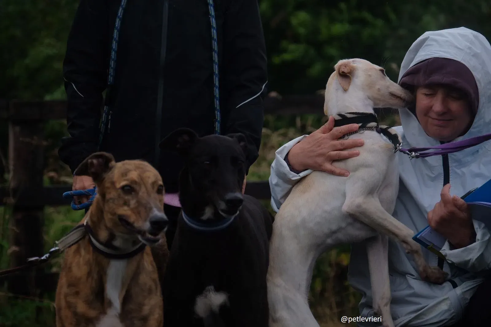 carley dorothy spaud adozione lurcher greyhound5