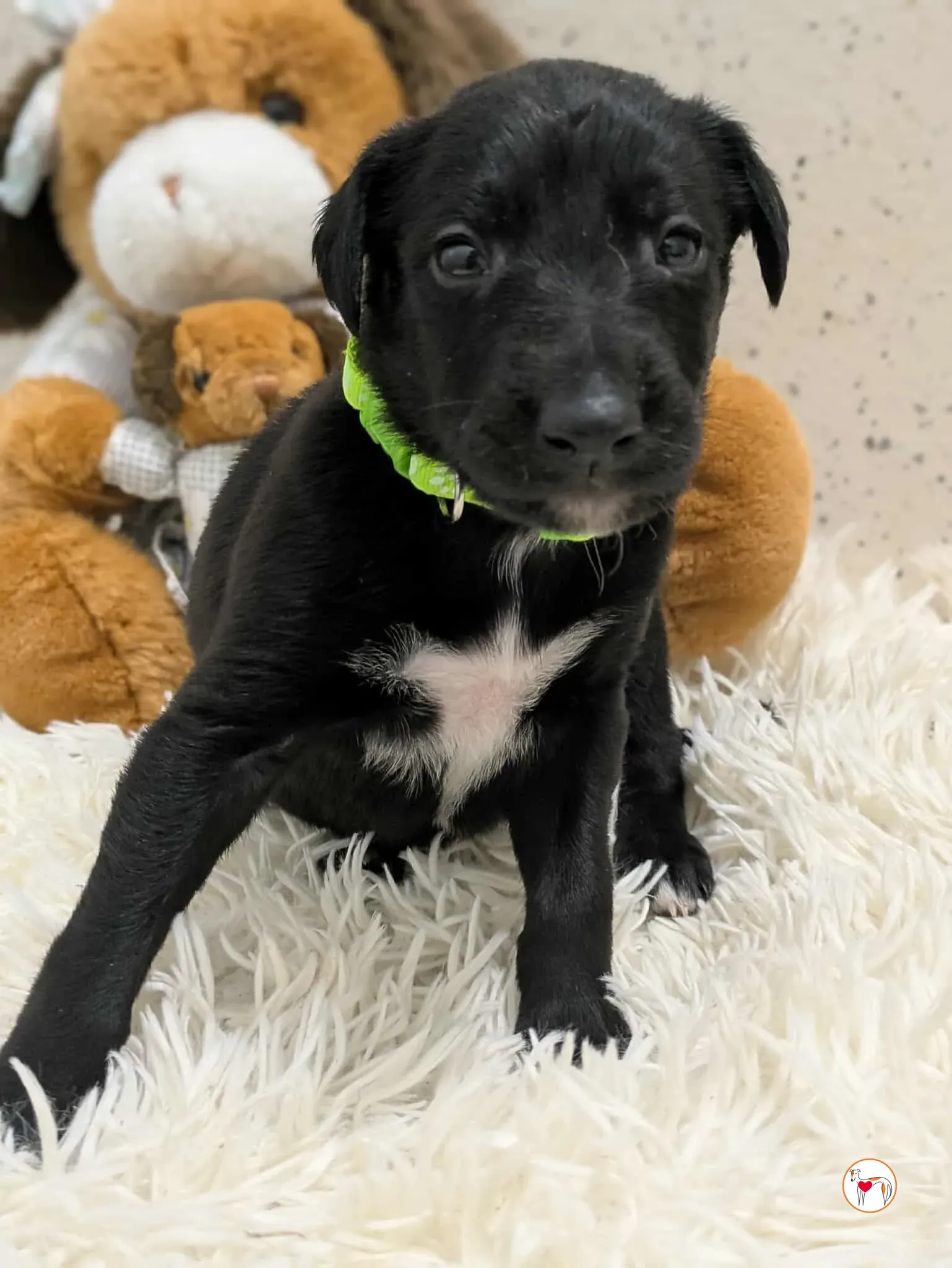 carlo grey cucciolo adozione 1