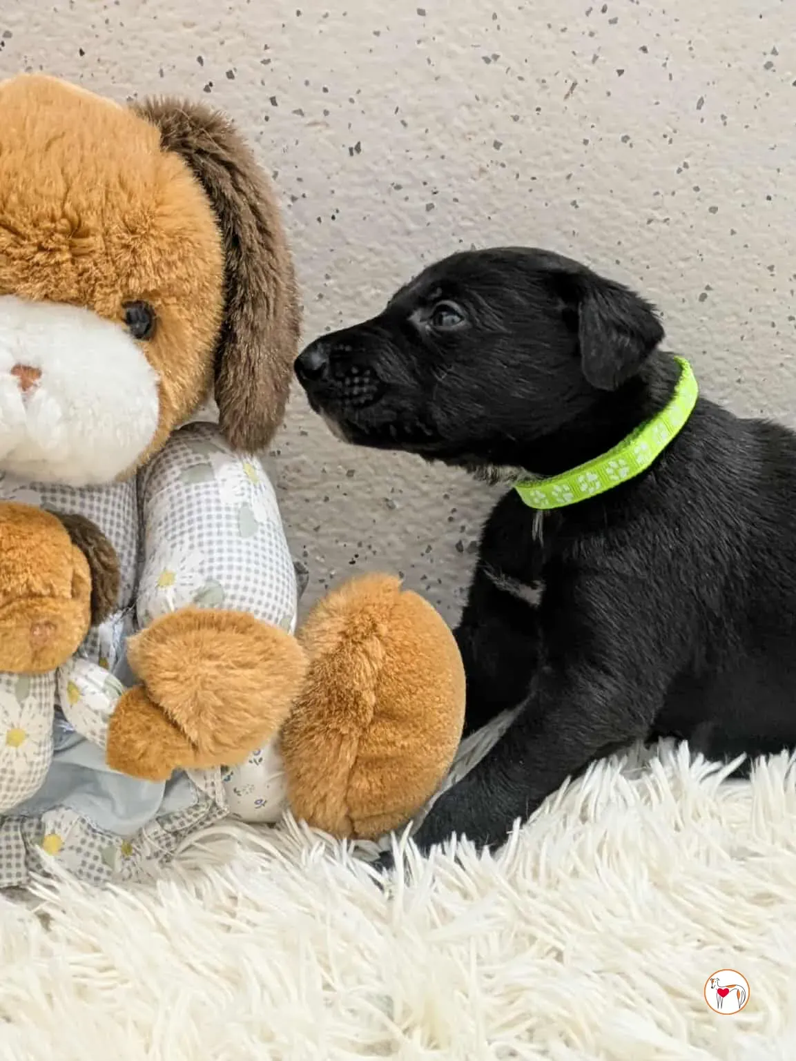 carlo grey cucciolo adozione 10