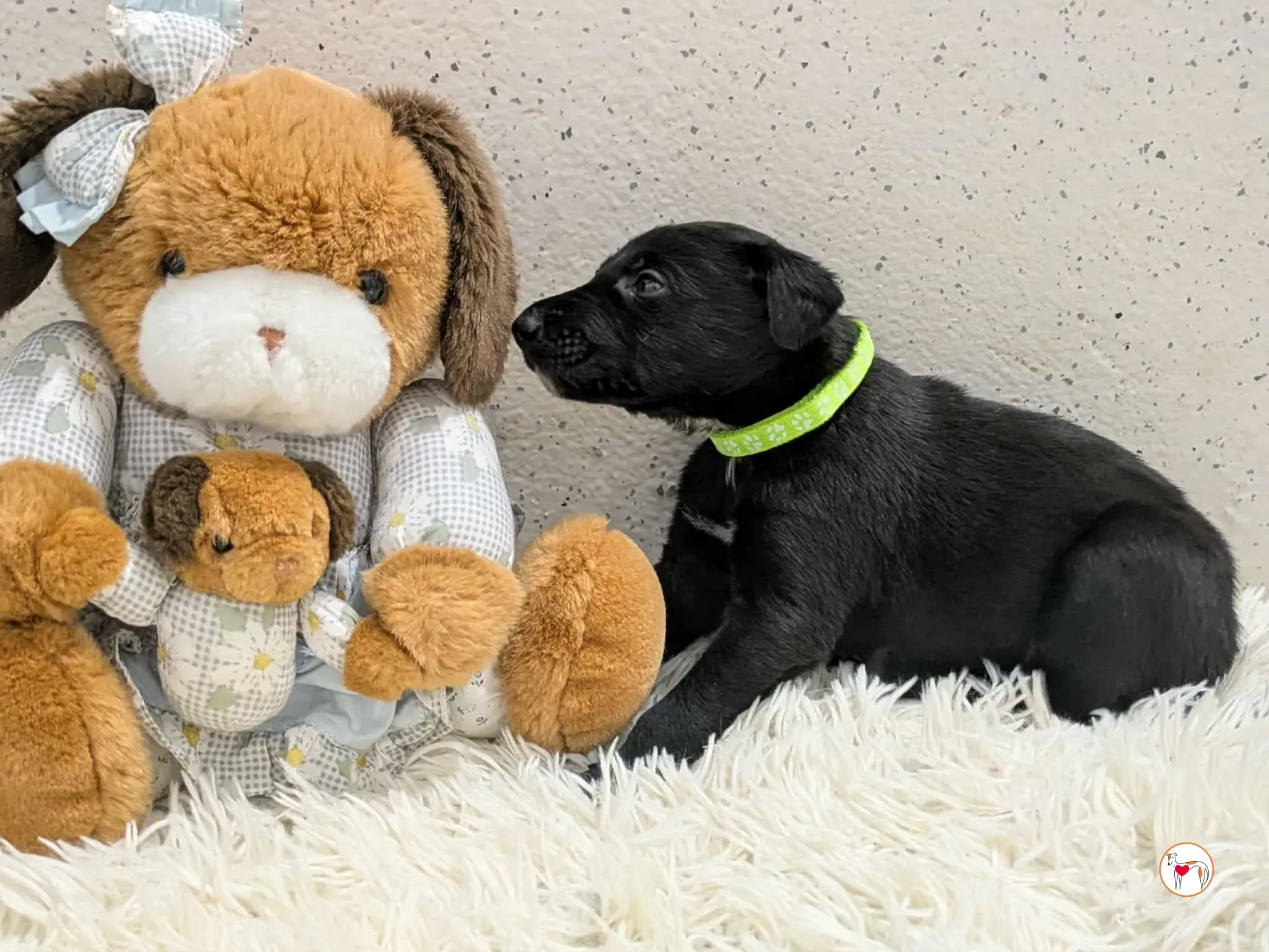 carlo grey cucciolo adozione 11