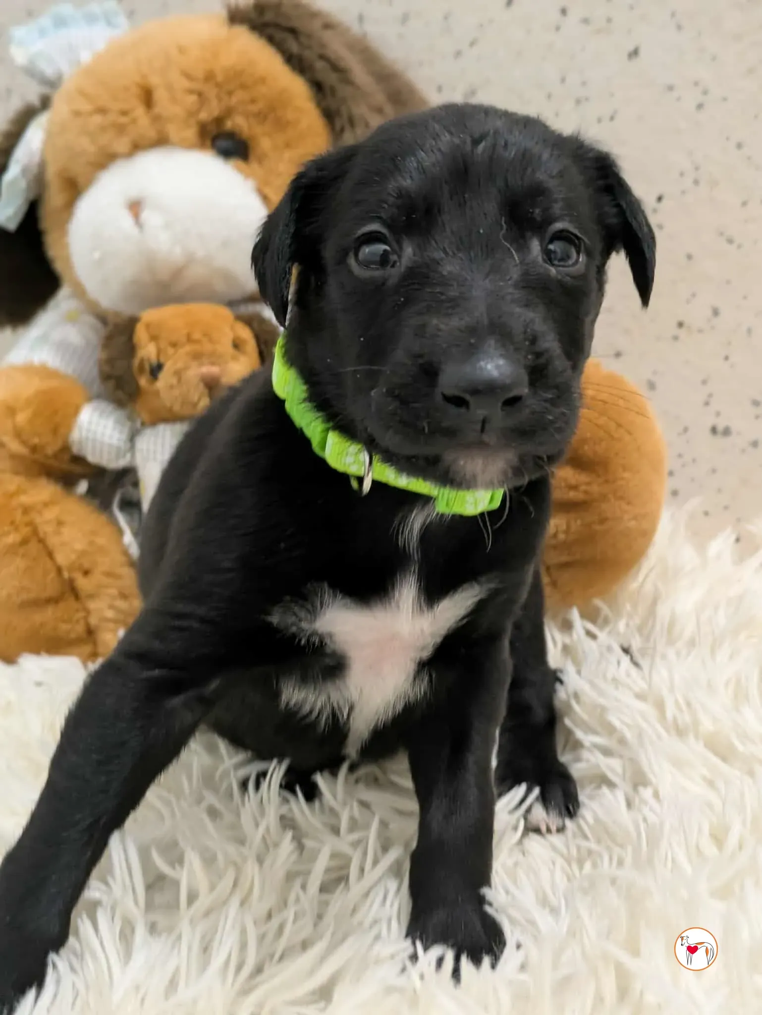 carlo grey cucciolo adozione 2