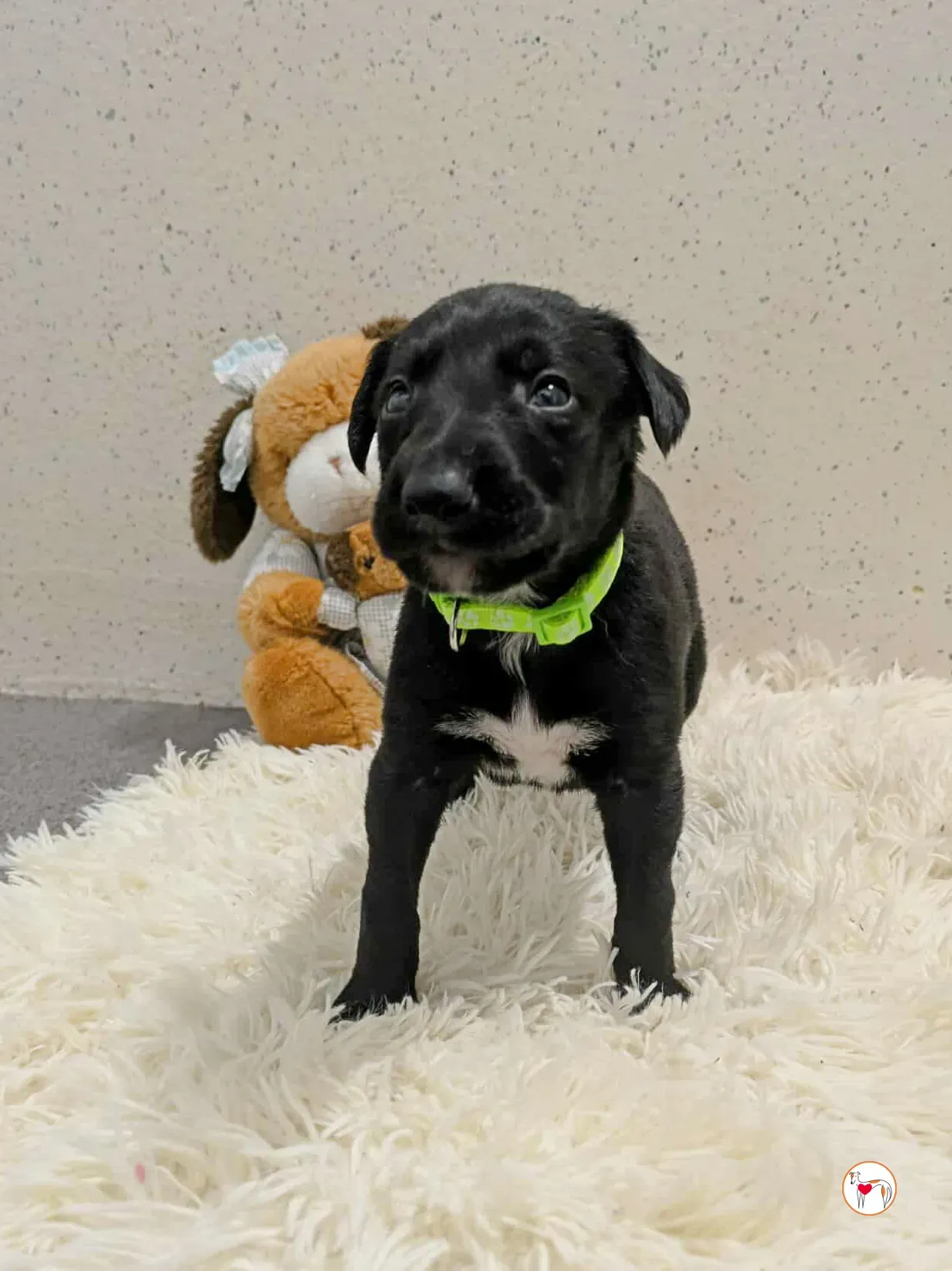 carlo grey cucciolo adozione 3