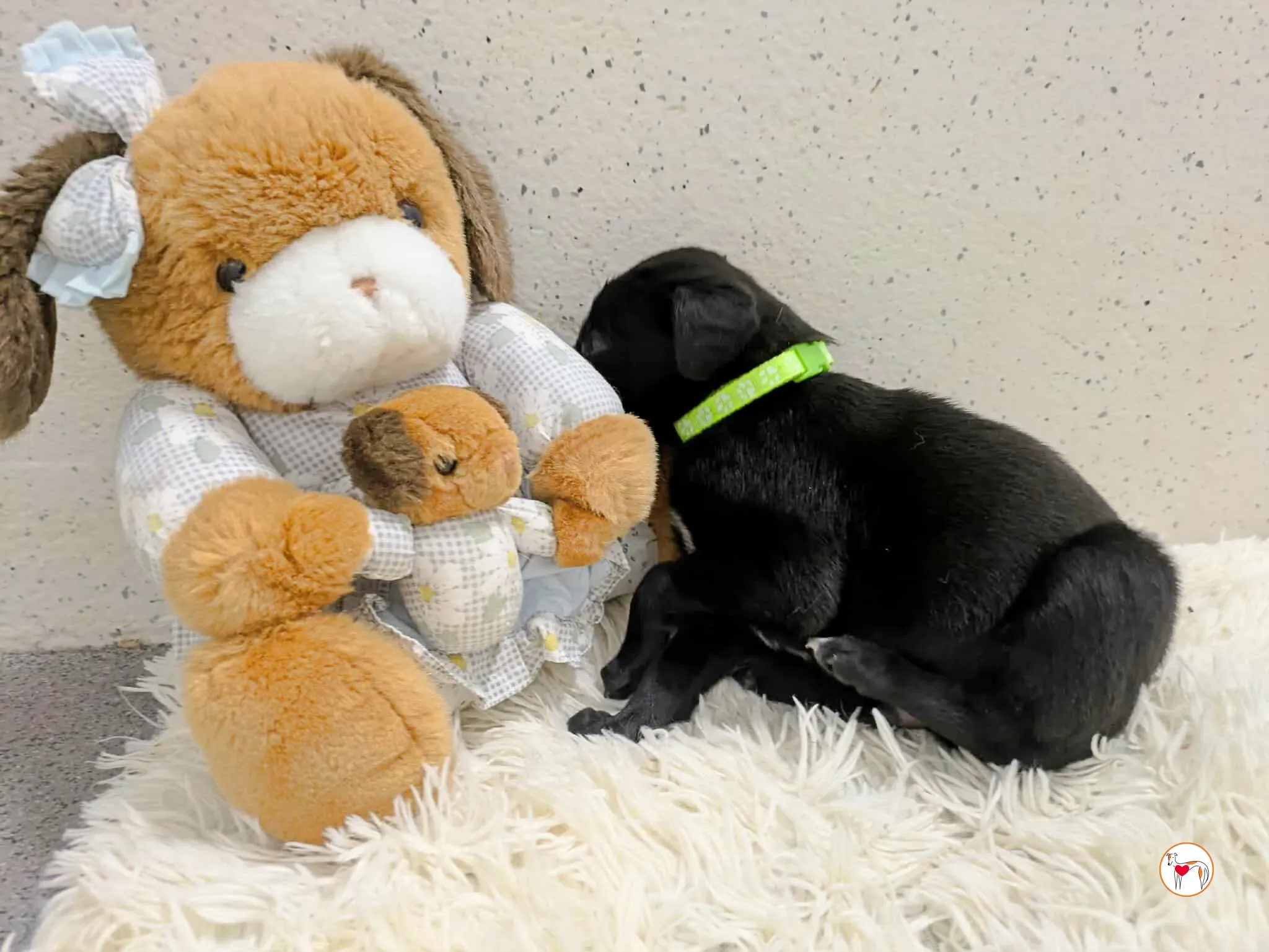 carlo grey cucciolo adozione 4