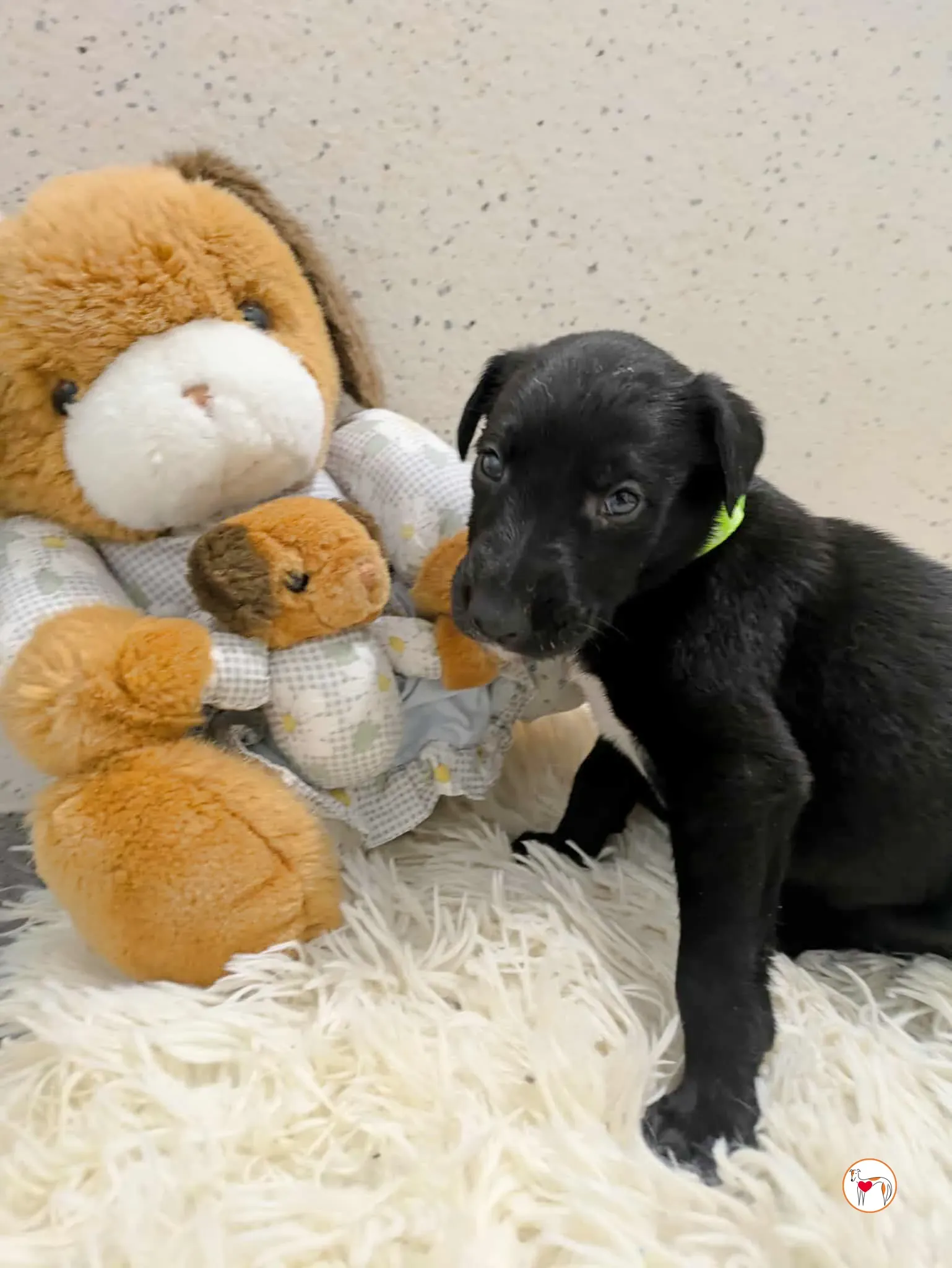 carlo grey cucciolo adozione 5