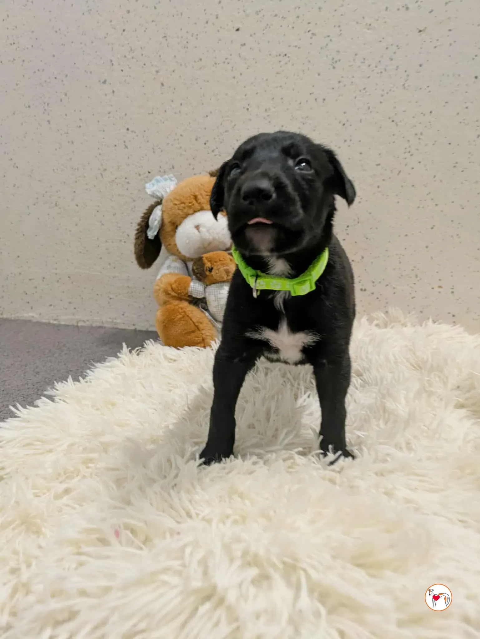 carlo grey cucciolo adozione 6