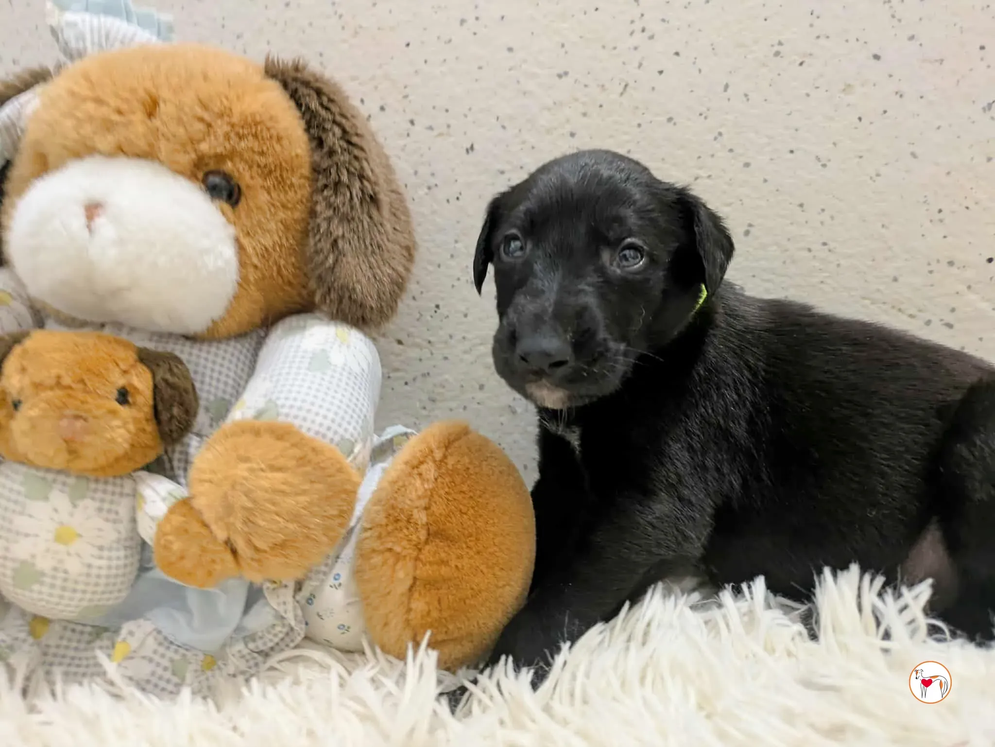 carlo grey cucciolo adozione 7