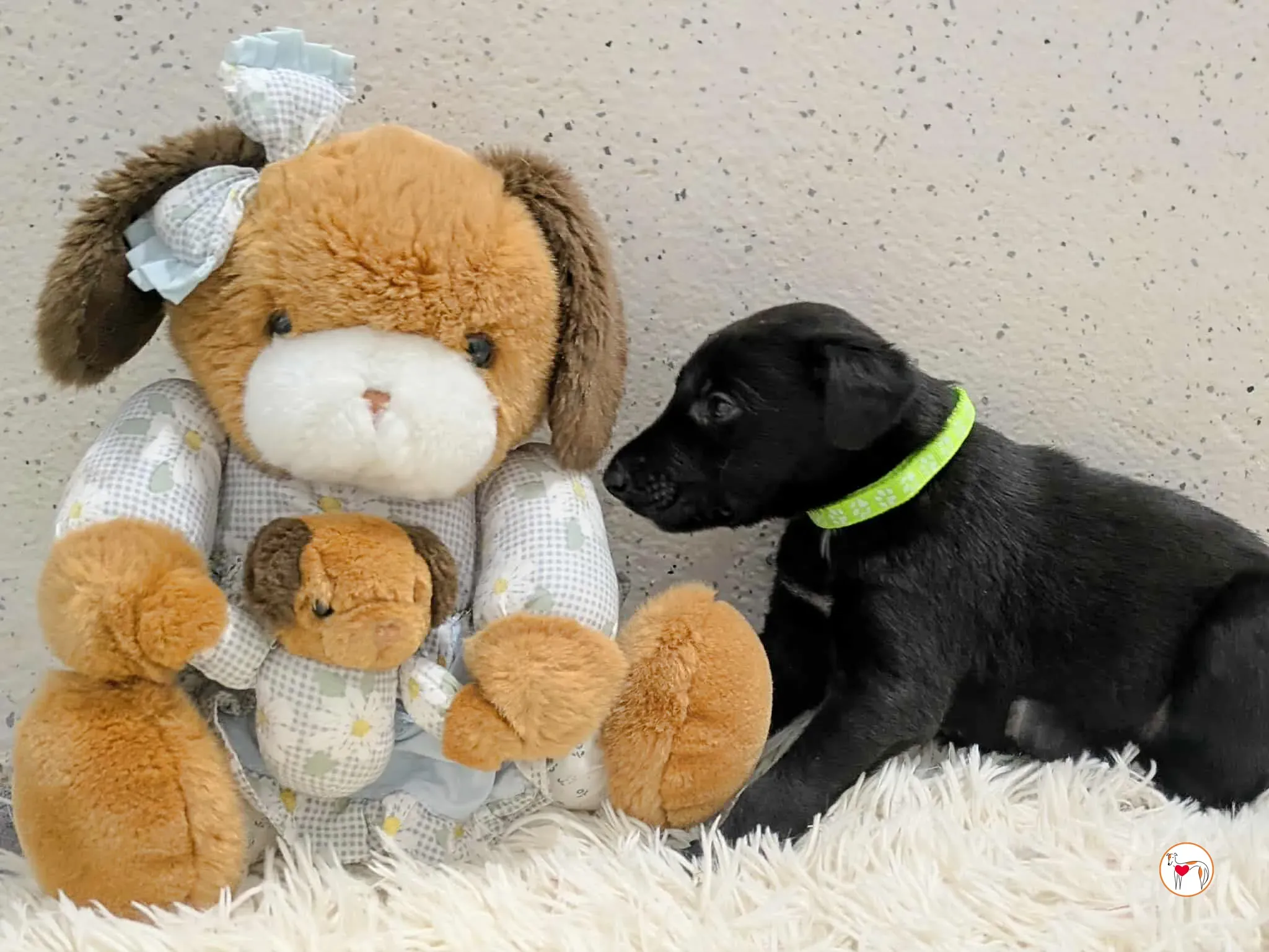 carlo grey cucciolo adozione 8