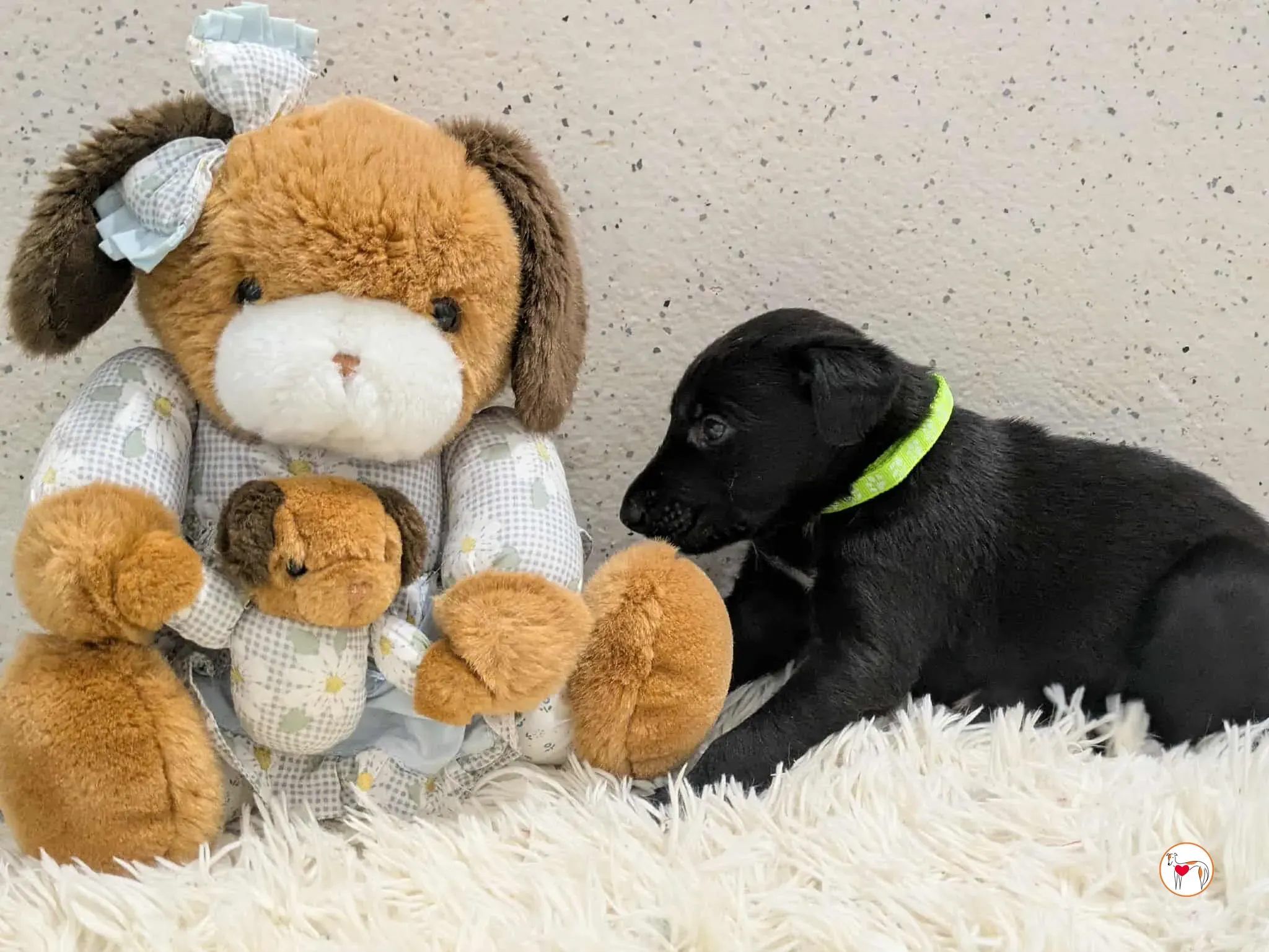 carlo grey cucciolo adozione 9