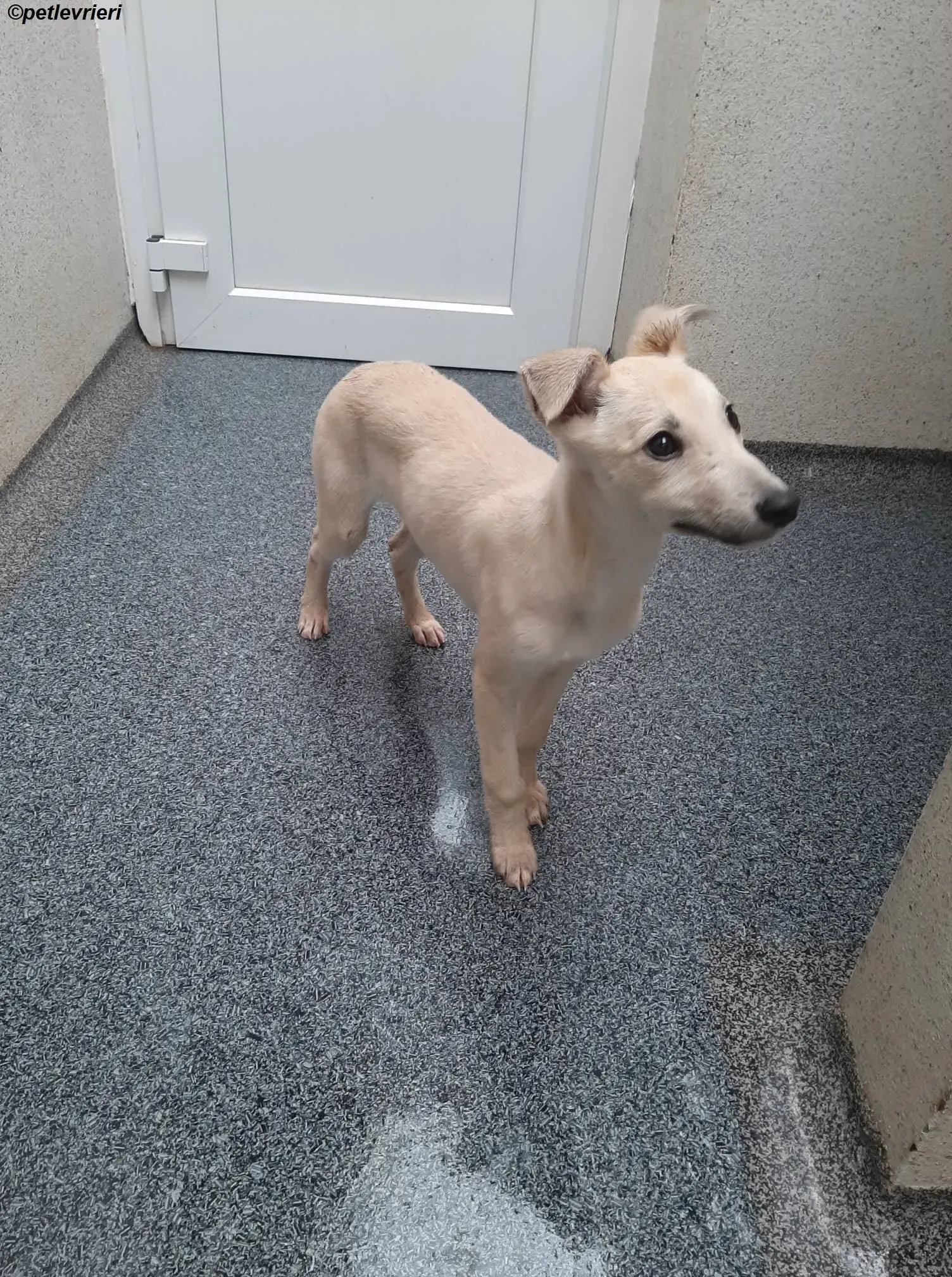 carmen adozione levrieri greyhound 1