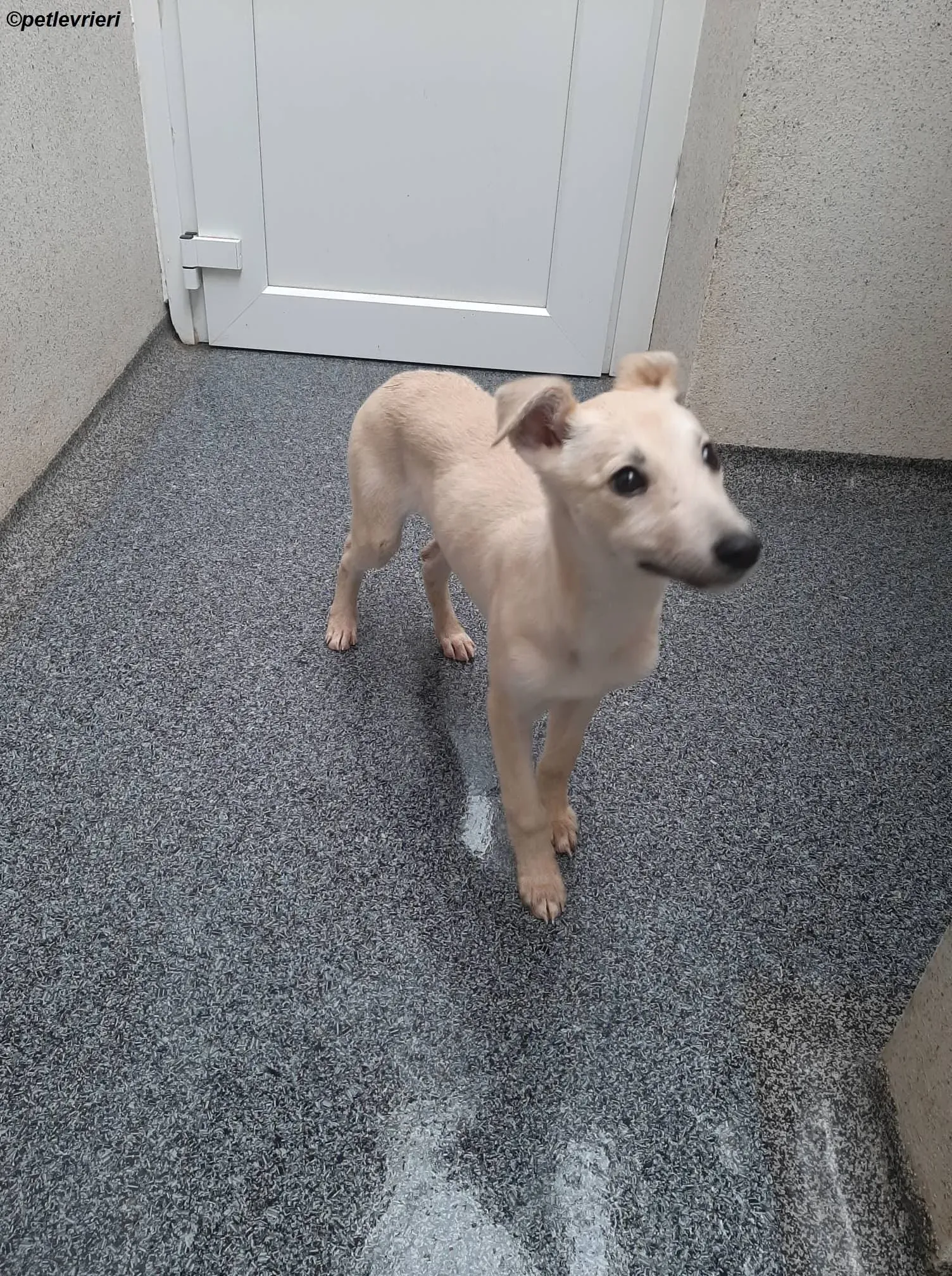 carmen adozione levrieri greyhound 10