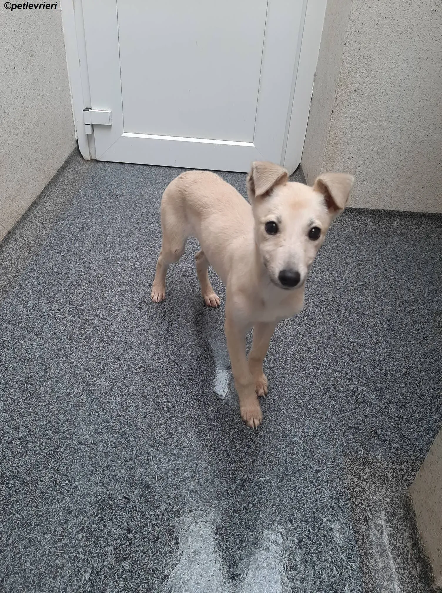 carmen adozione levrieri greyhound 11