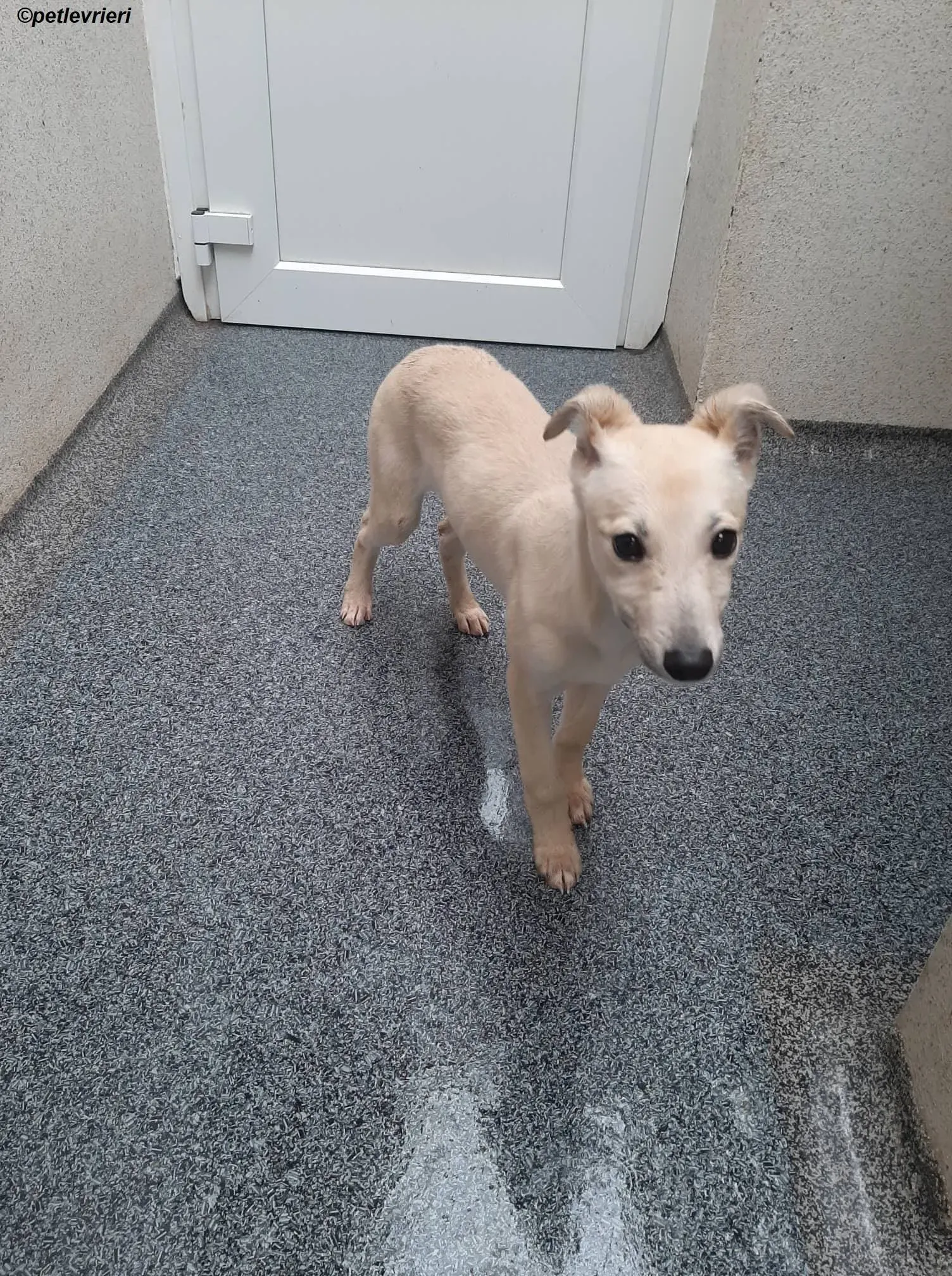 carmen adozione levrieri greyhound 12