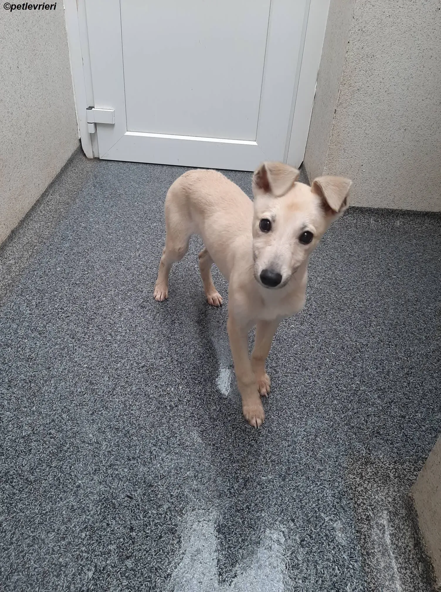 carmen adozione levrieri greyhound 2