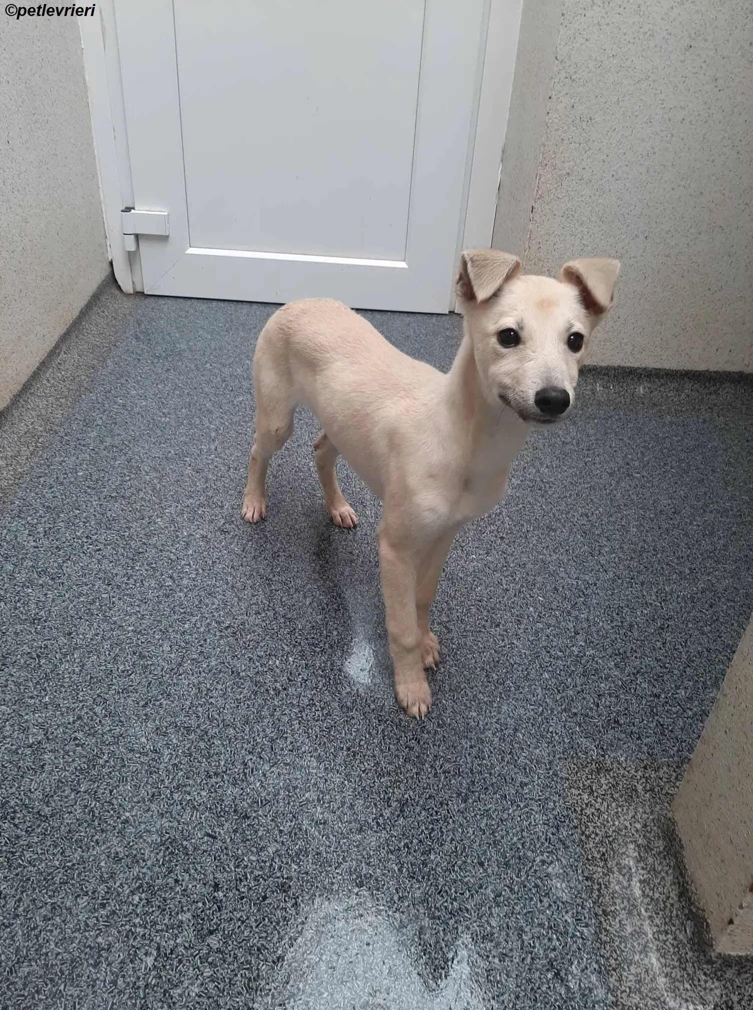 carmen adozione levrieri greyhound 3