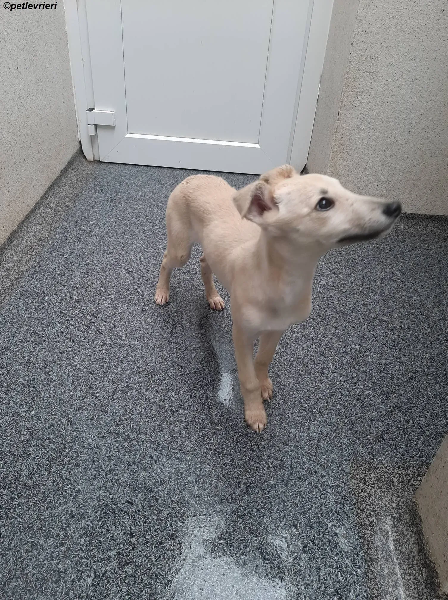 carmen adozione levrieri greyhound 4