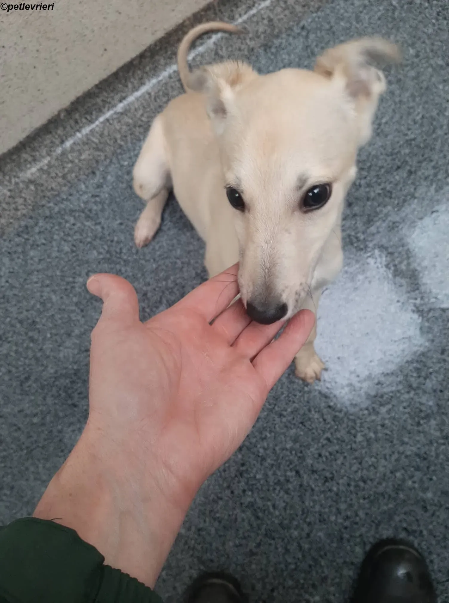 carmen adozione levrieri greyhound 5