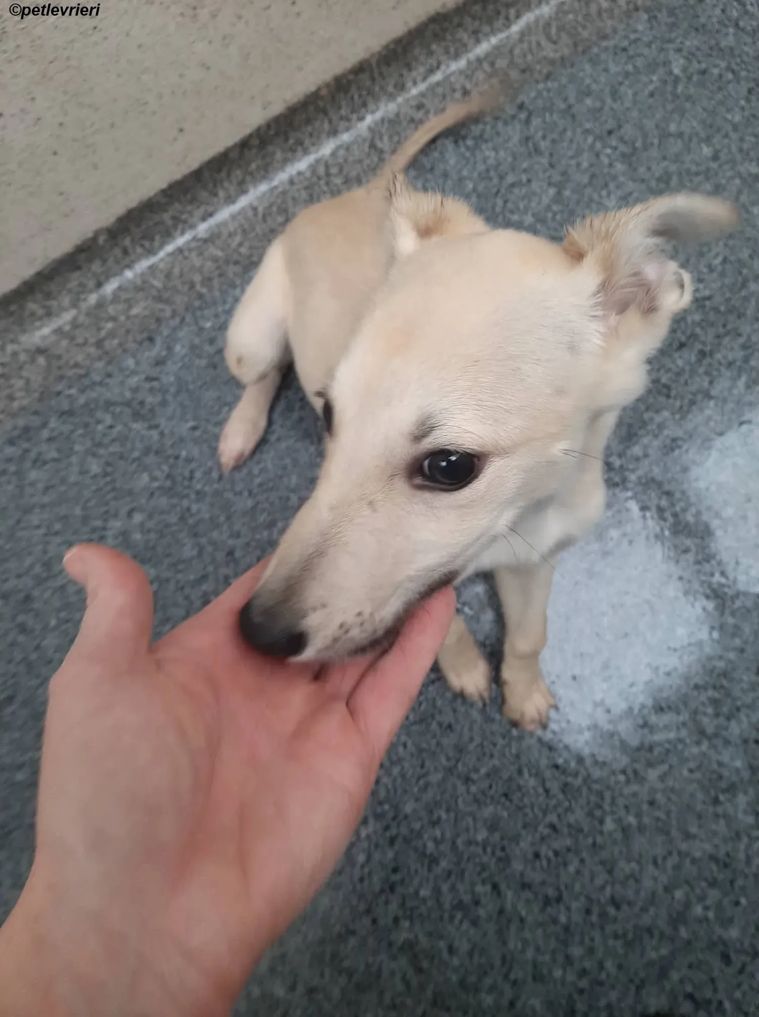 carmen adozione levrieri greyhound 6