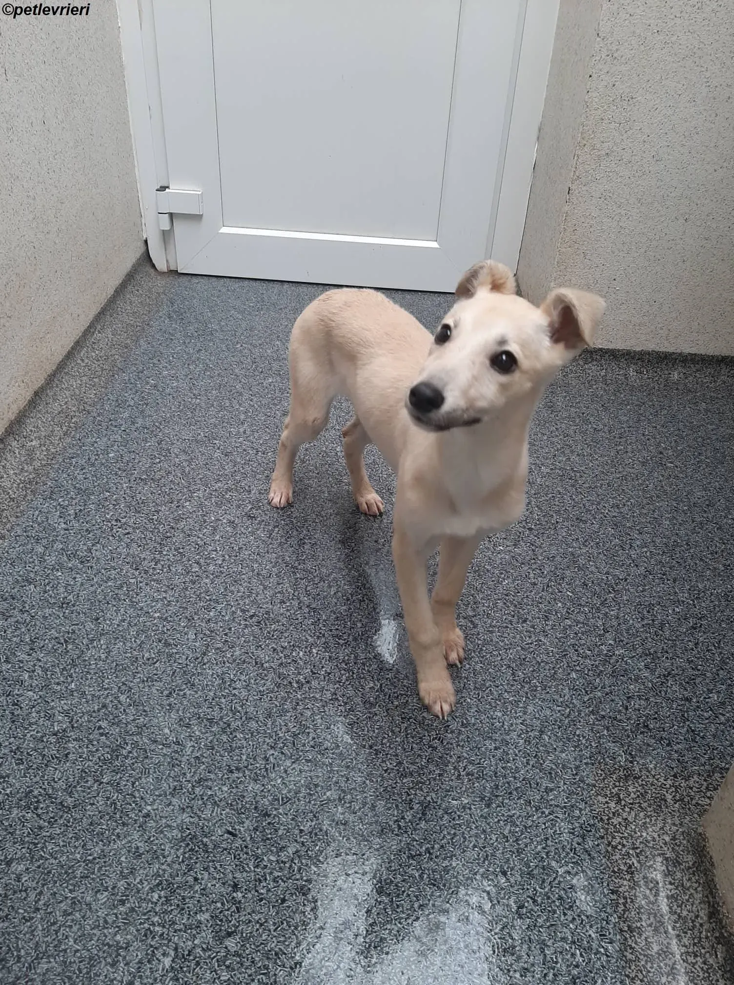 carmen adozione levrieri greyhound 7