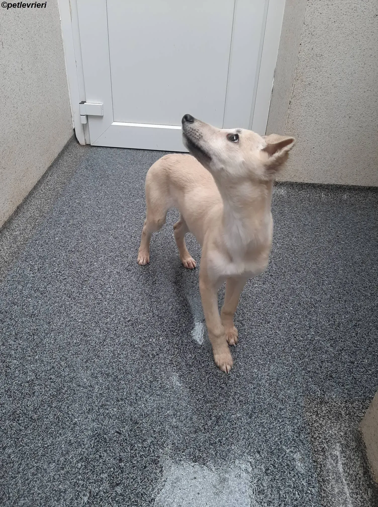 carmen adozione levrieri greyhound 8