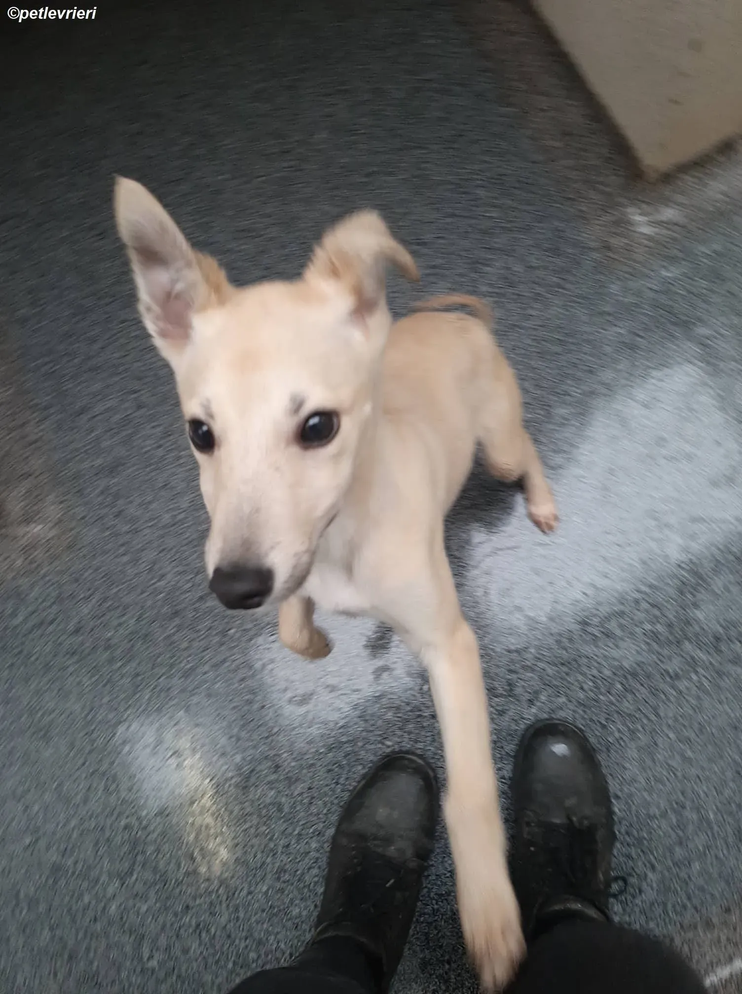 carmen adozione levrieri greyhound 9