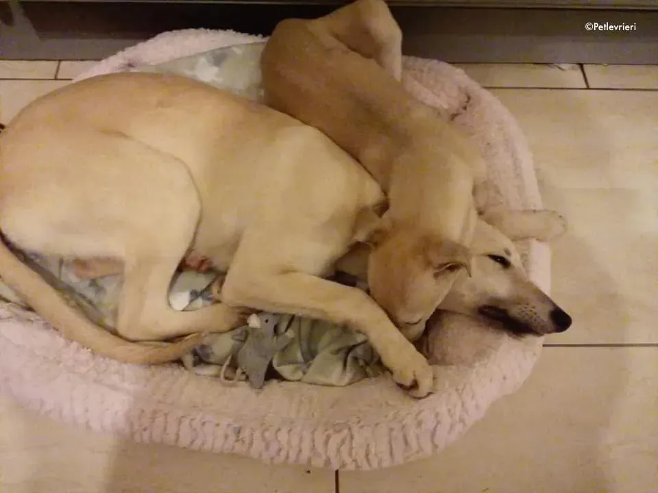 carmen pip adozione levrieri greyhound 1