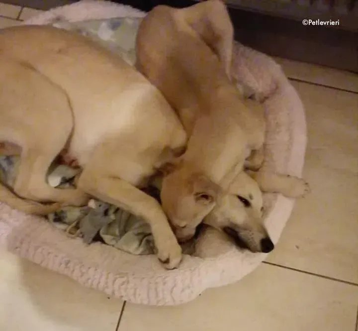 carmen pip adozione levrieri greyhound 2 1