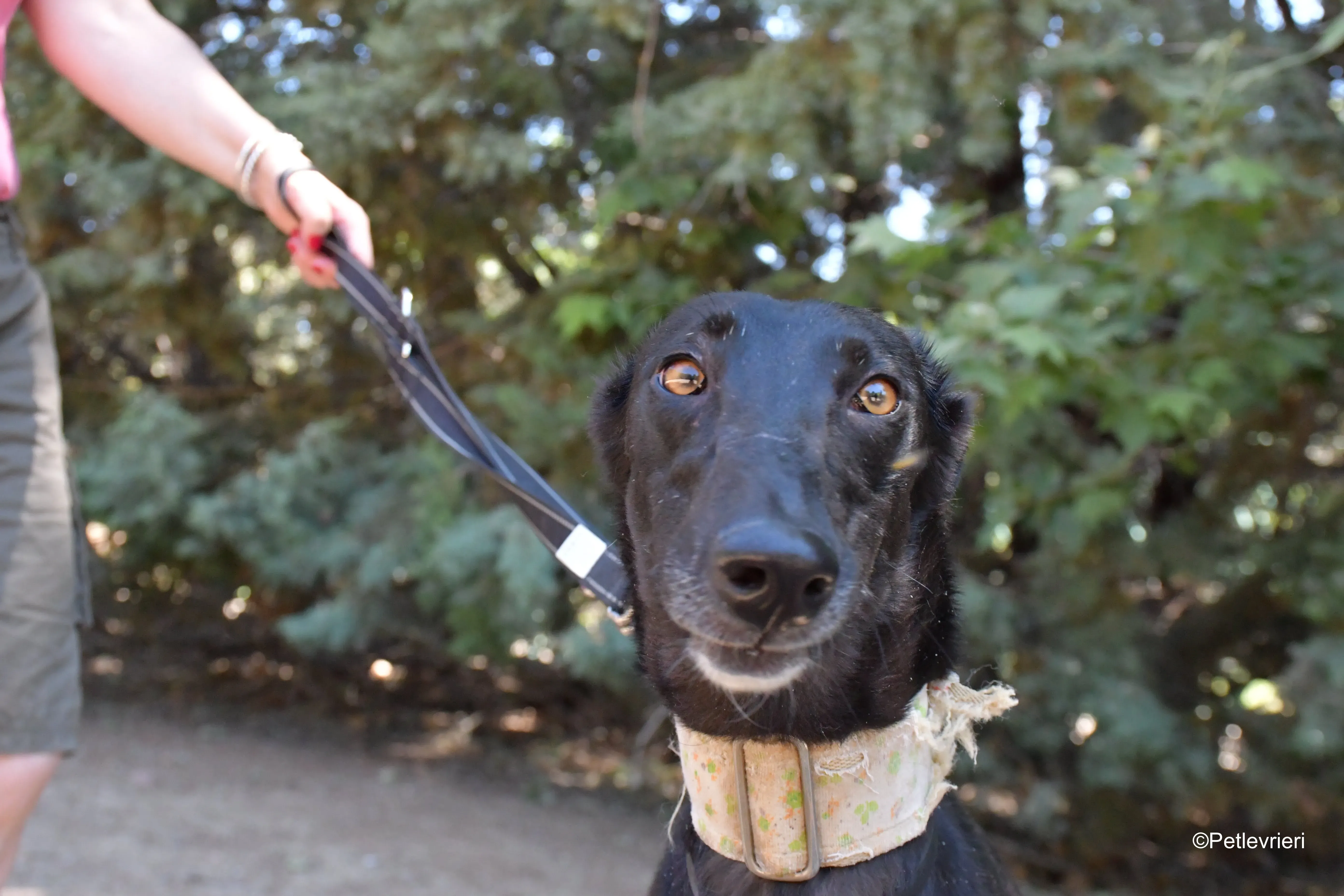 carmina adozione levrieri galgo 1