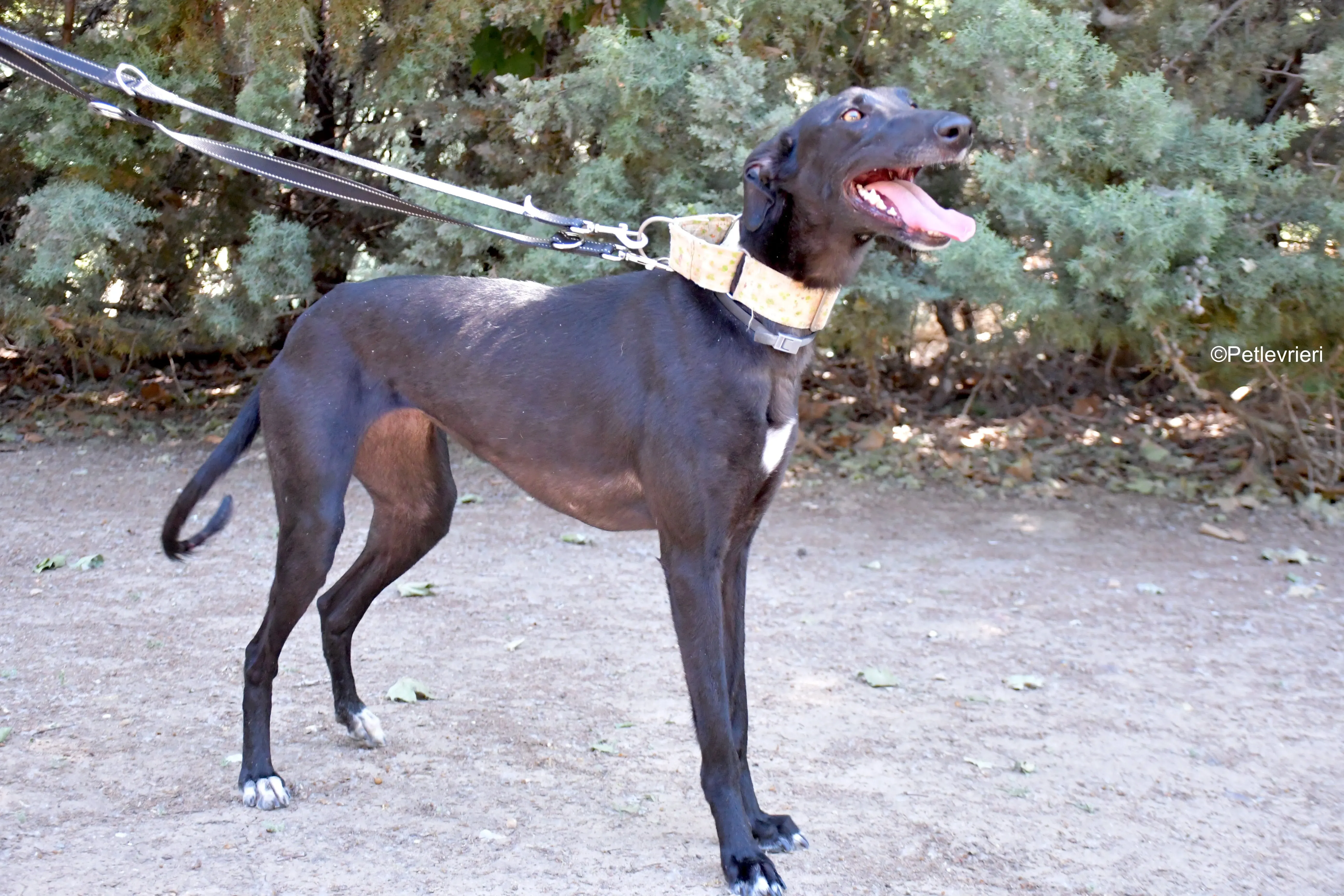 carmina adozione levrieri galgo 2