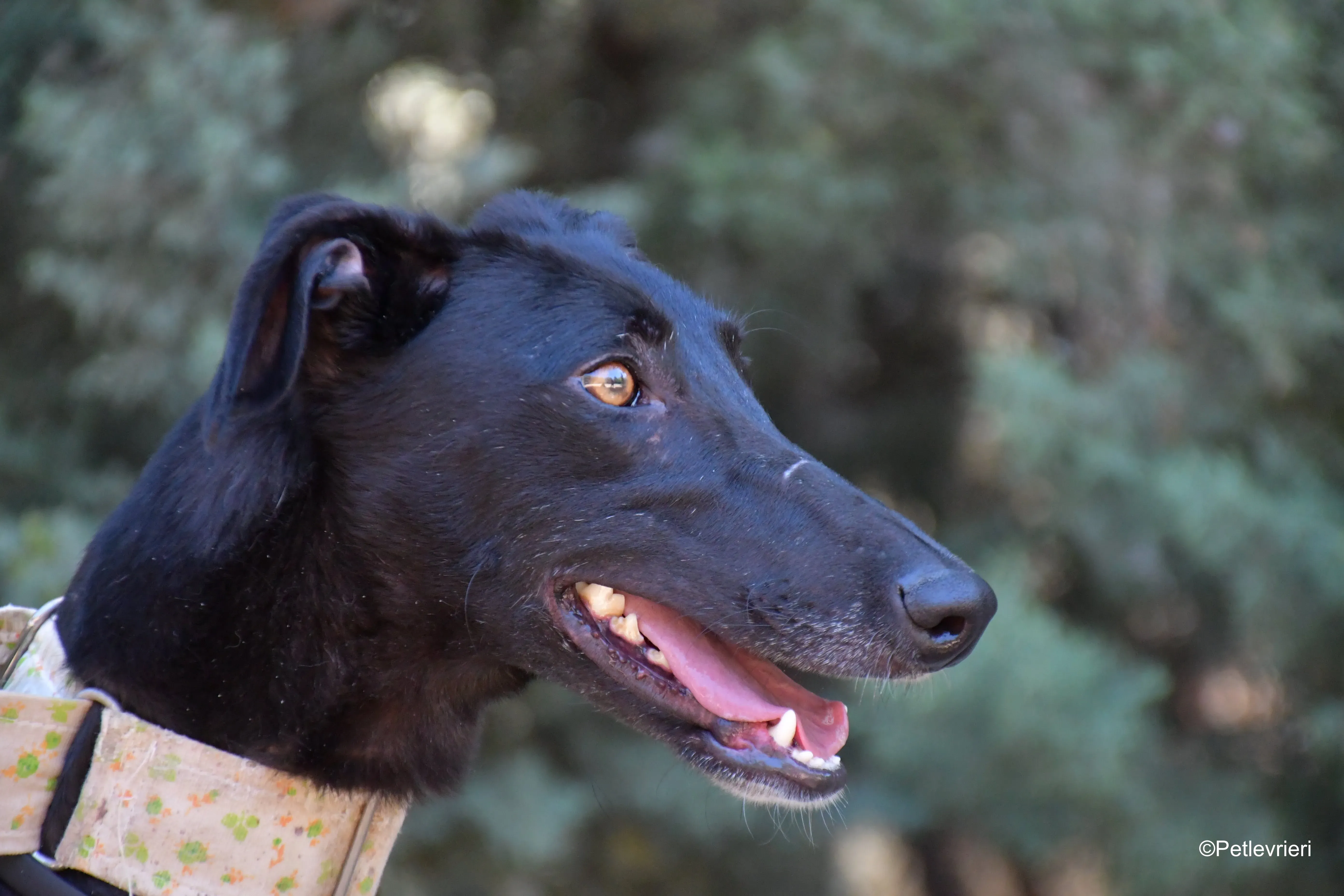 carmina adozione levrieri galgo 3