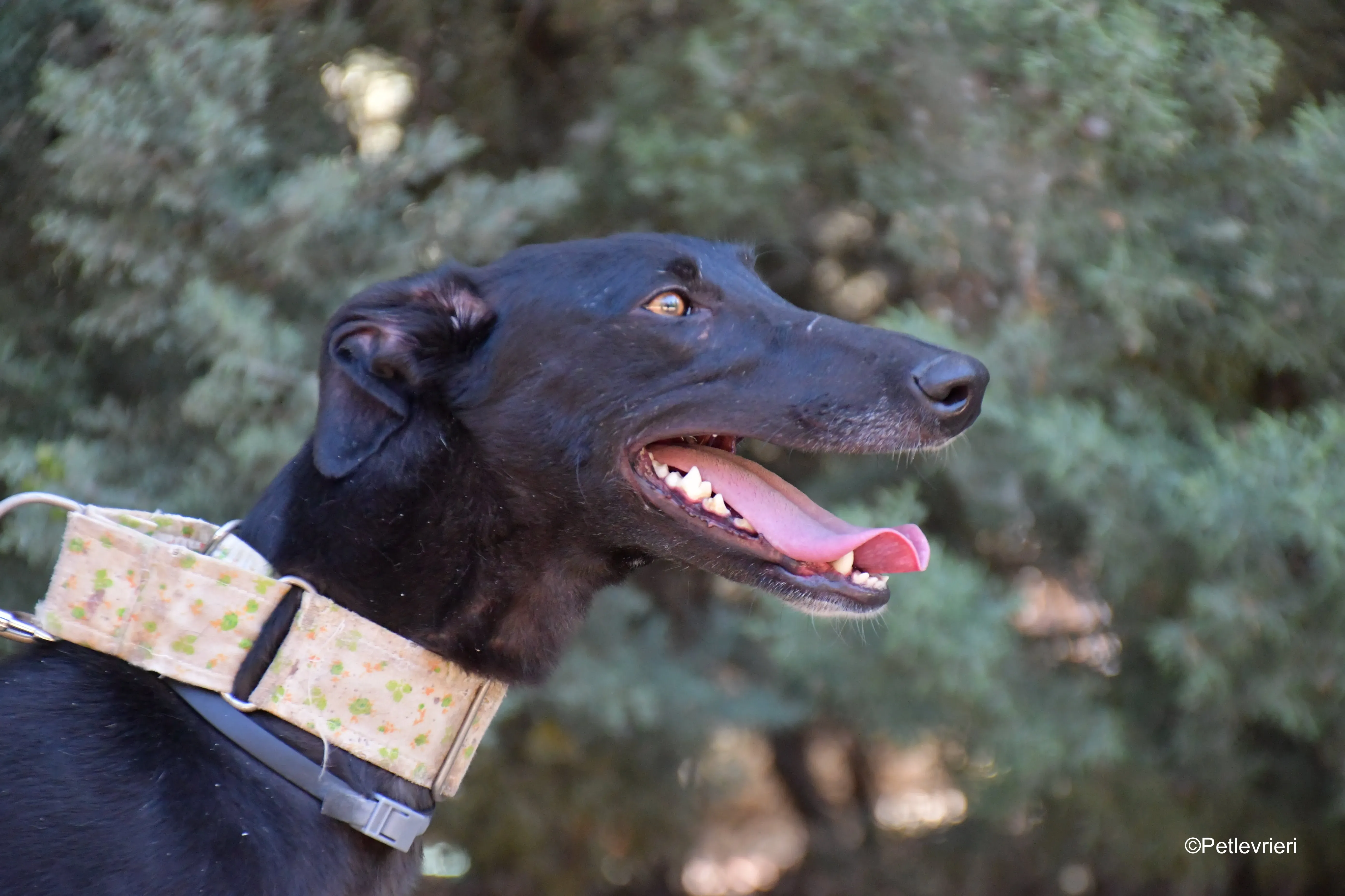 carmina adozione levrieri galgo 4