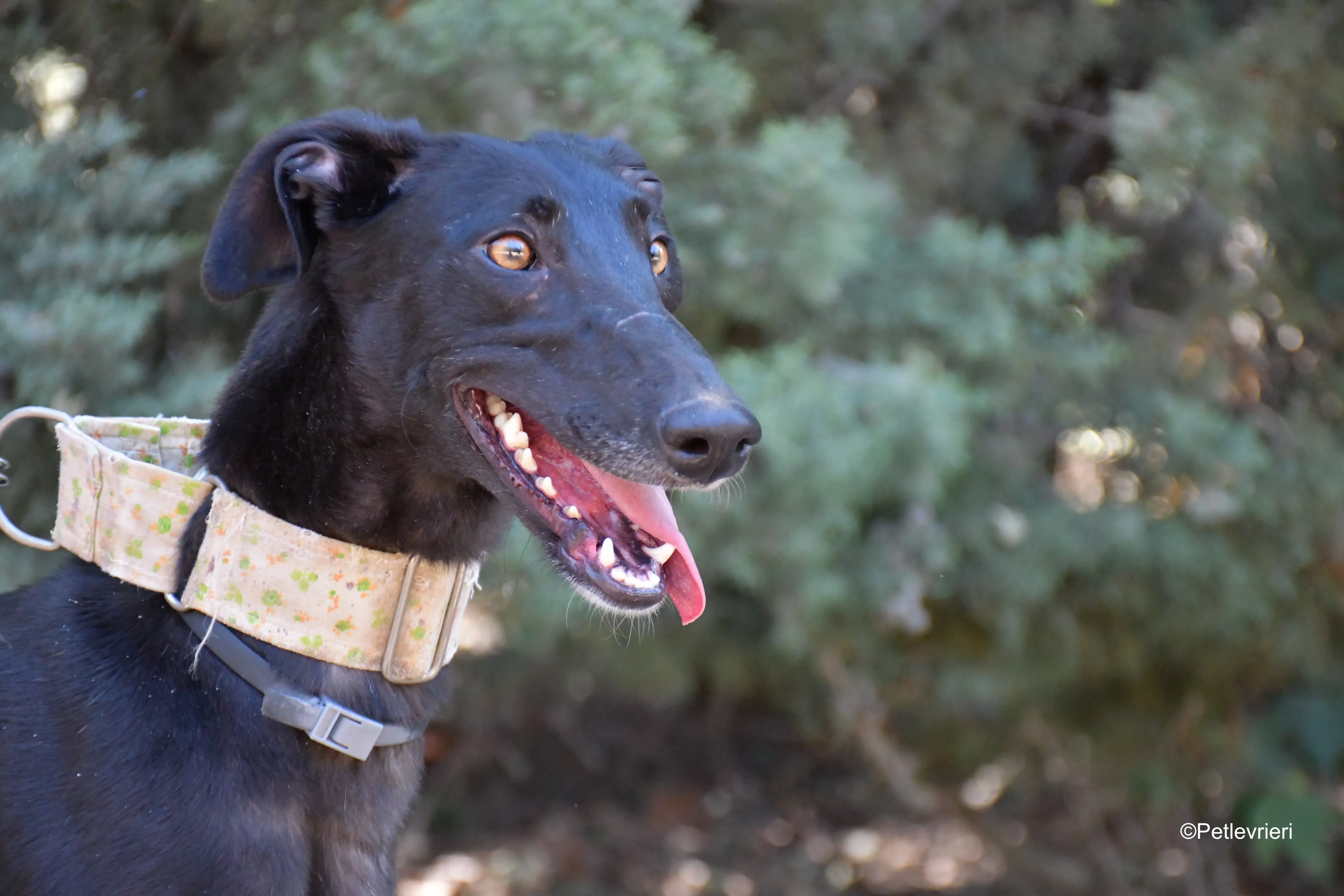 carmina adozione levrieri galgo 5