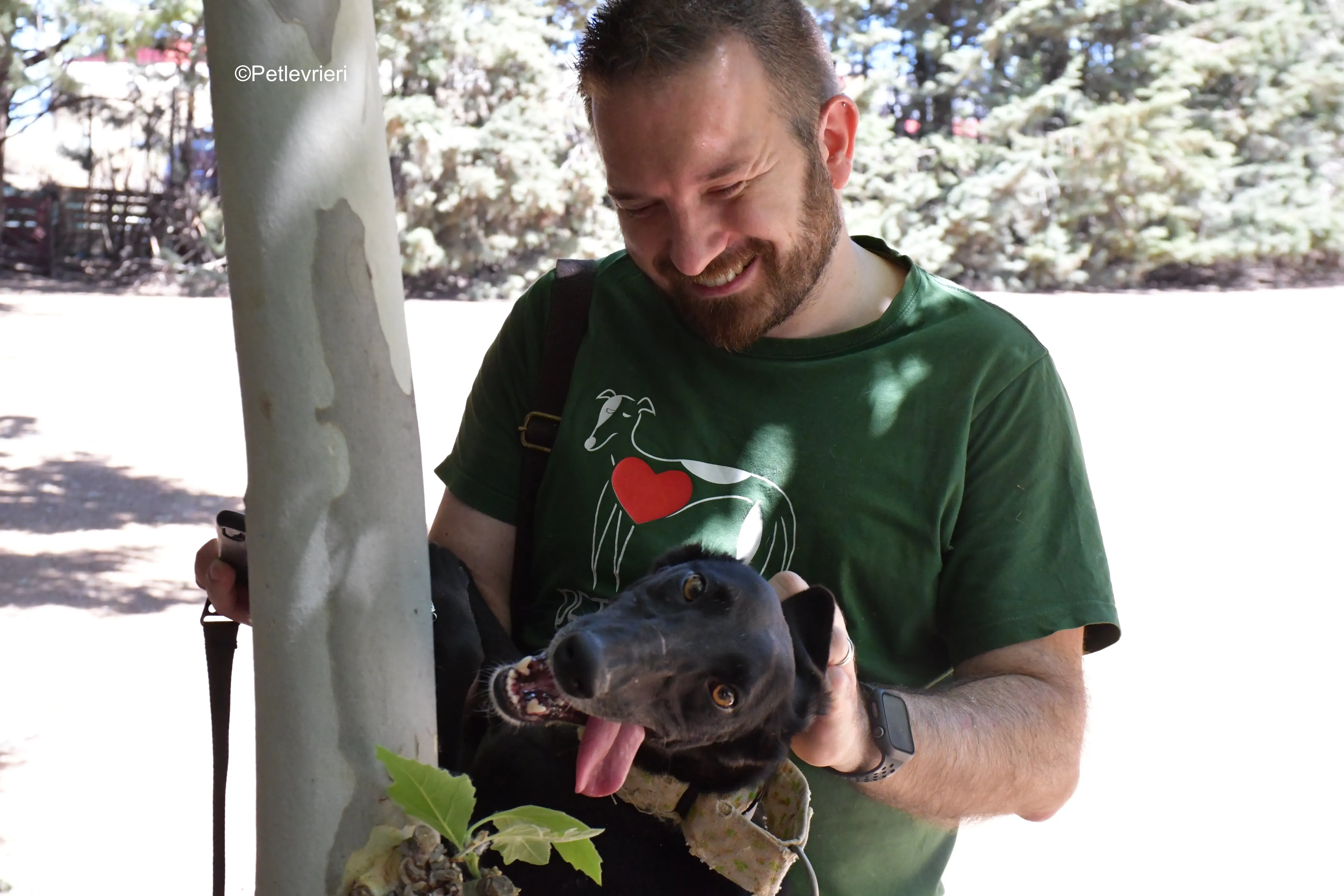 carmina adozione levrieri galgo 6