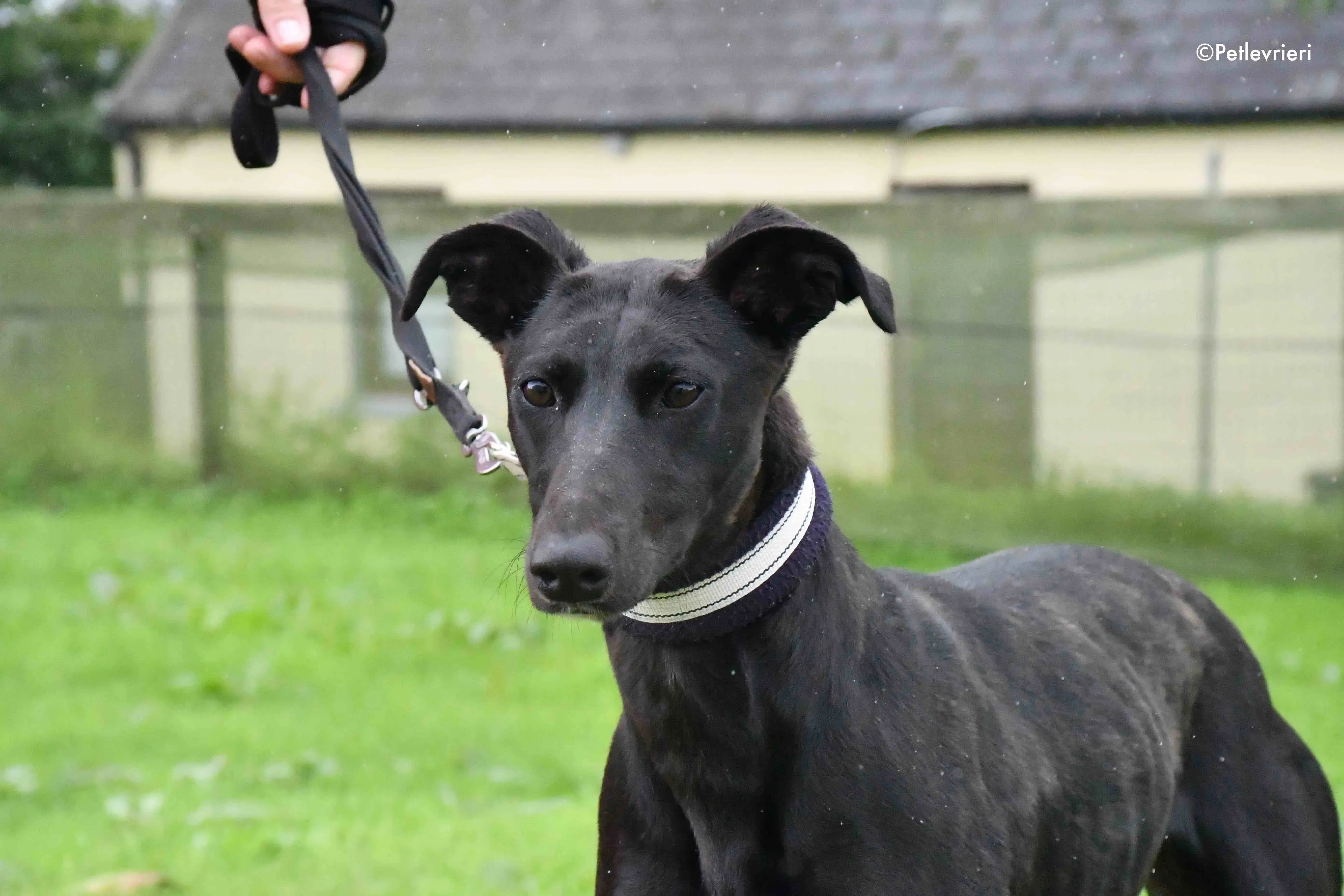 carol adozione levrieri greyhound 1