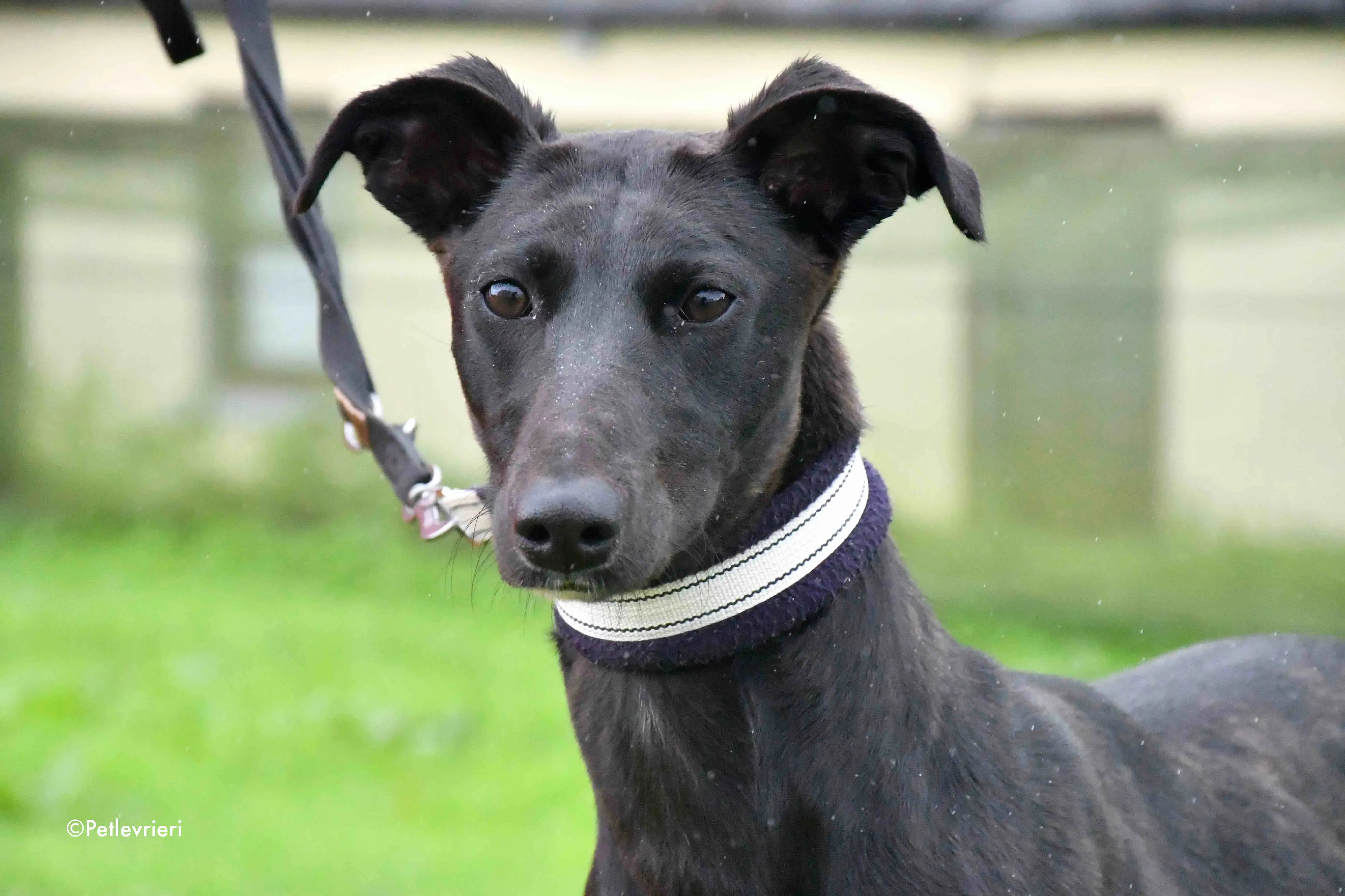 carol adozione levrieri greyhound 2