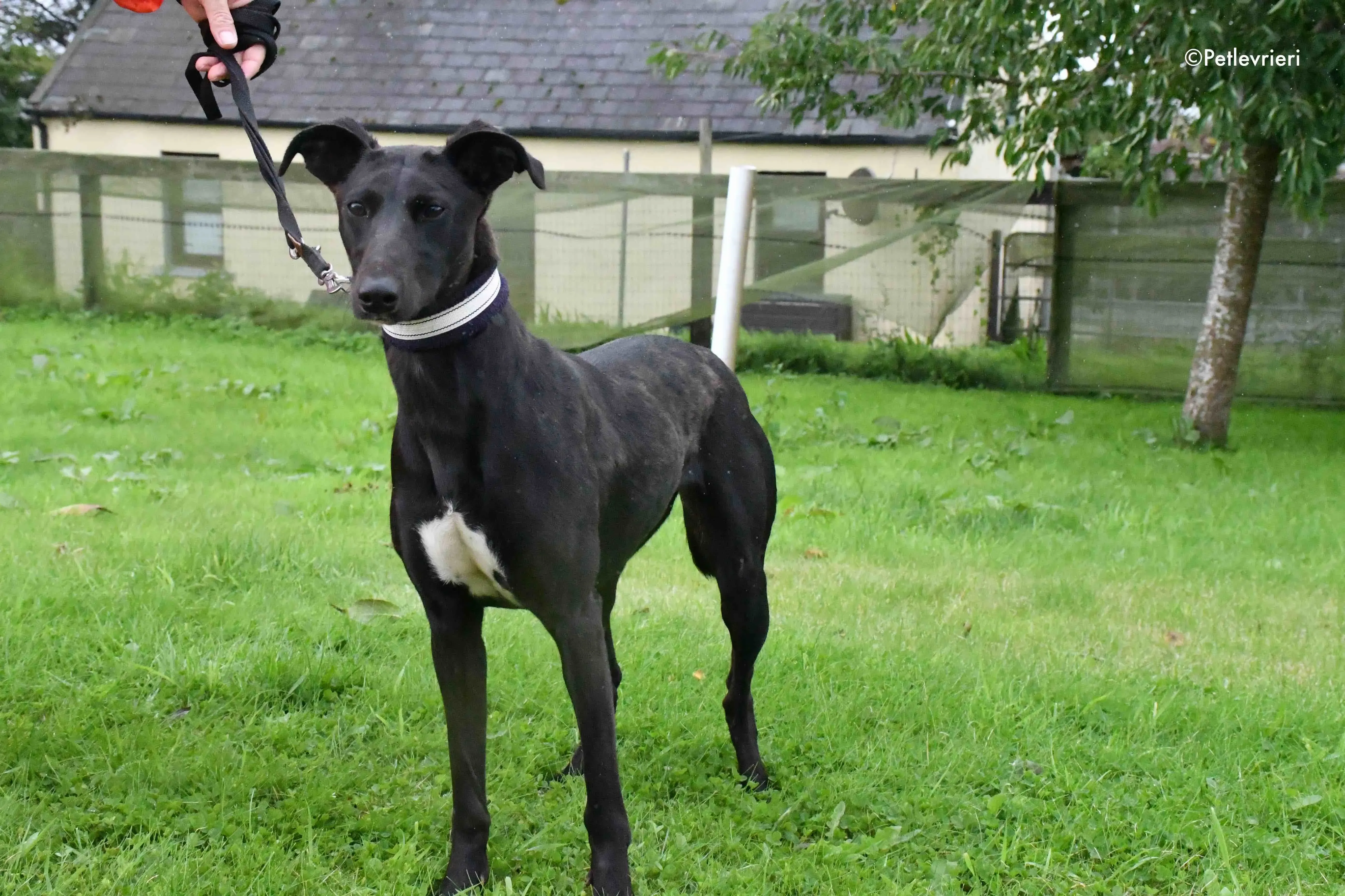 carol adozione levrieri greyhound 3