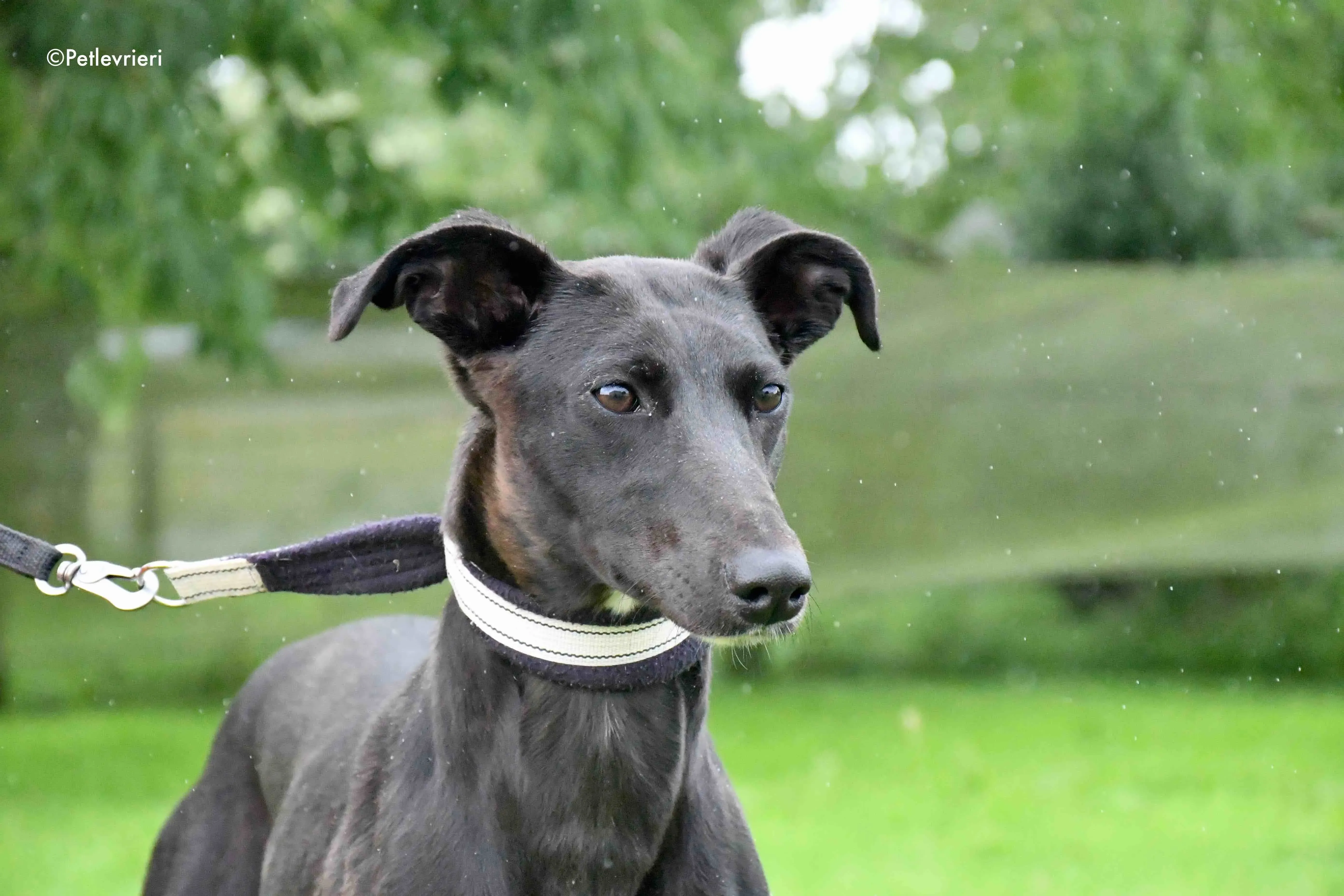 carol adozione levrieri greyhound 4