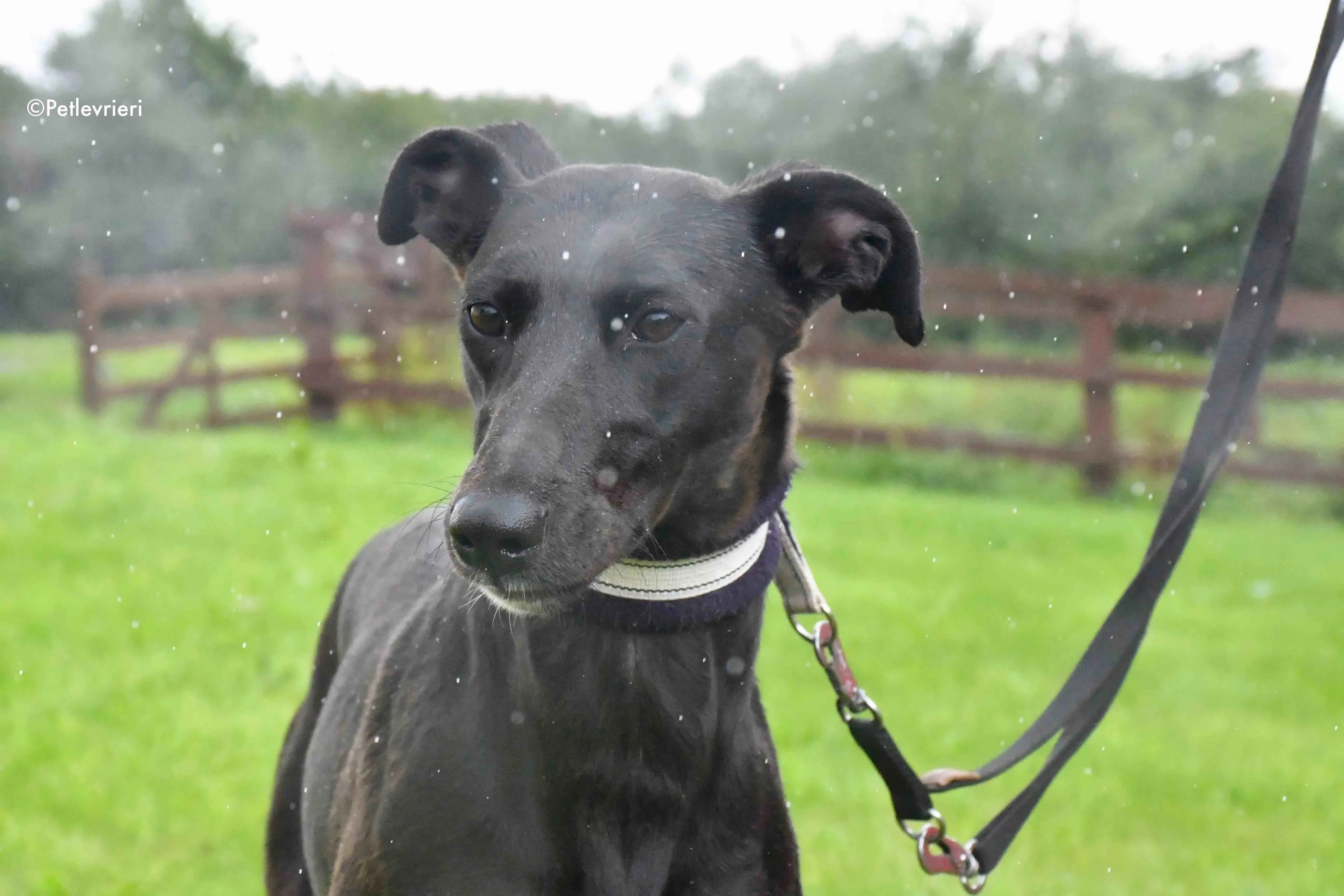 carol adozione levrieri greyhound 5