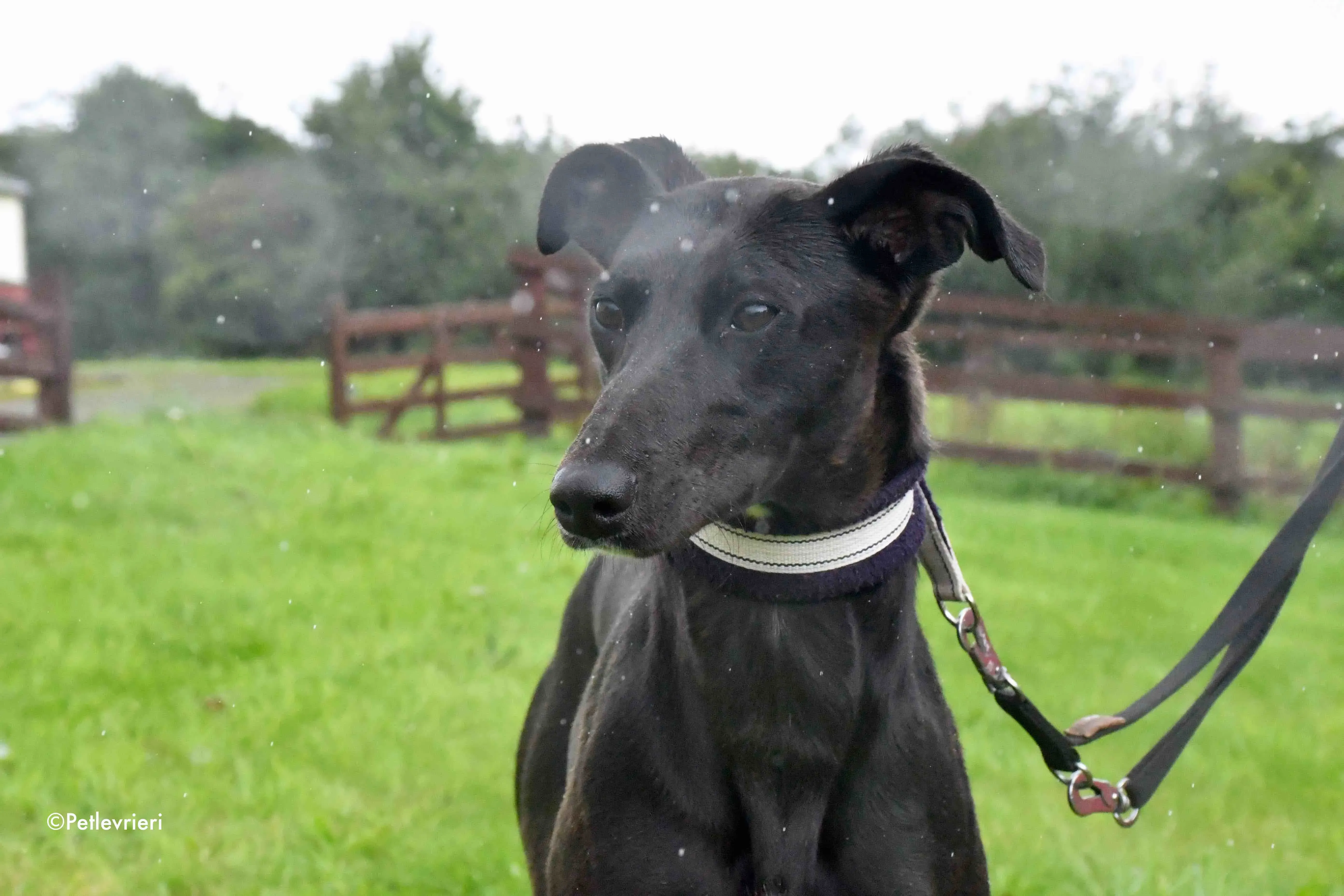 carol adozione levrieri greyhound 6