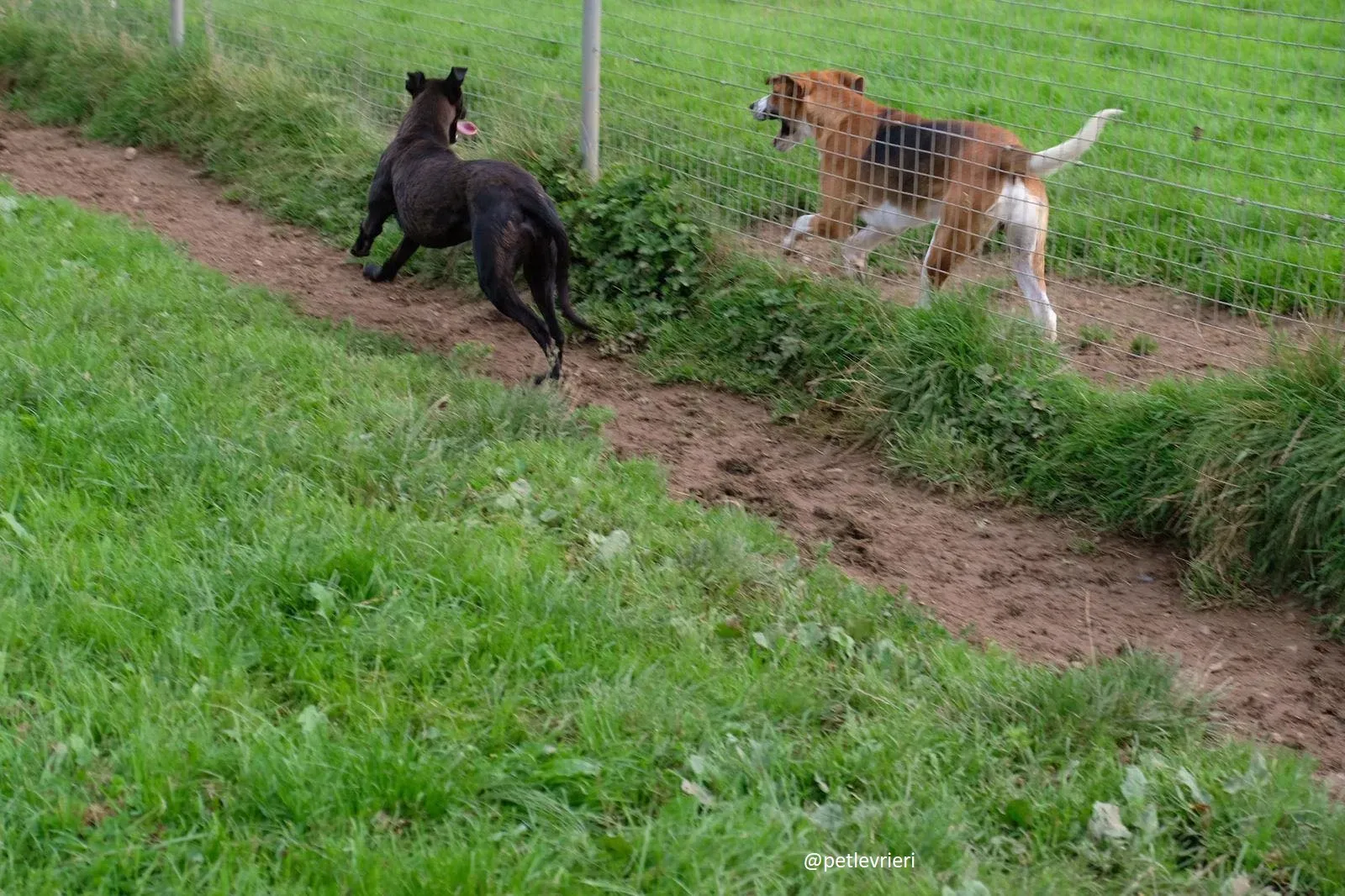 carol adozione lurcher 1 2