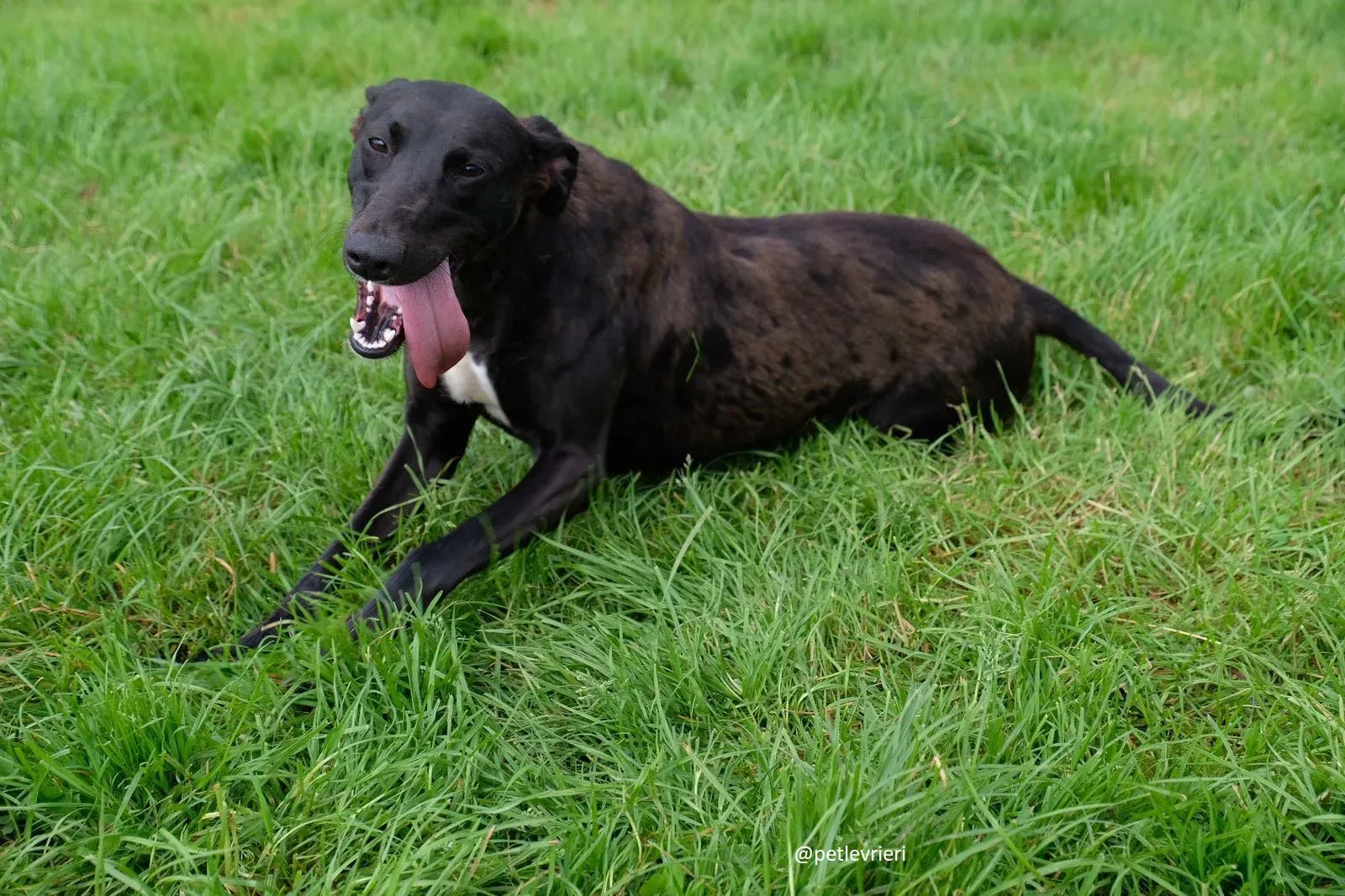 carol adozione lurcher 2 1