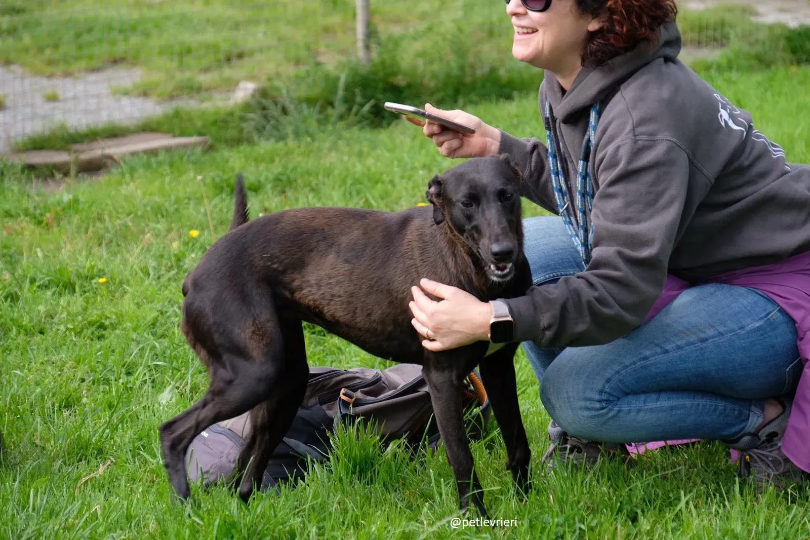 carol adozione lurcher 3 1