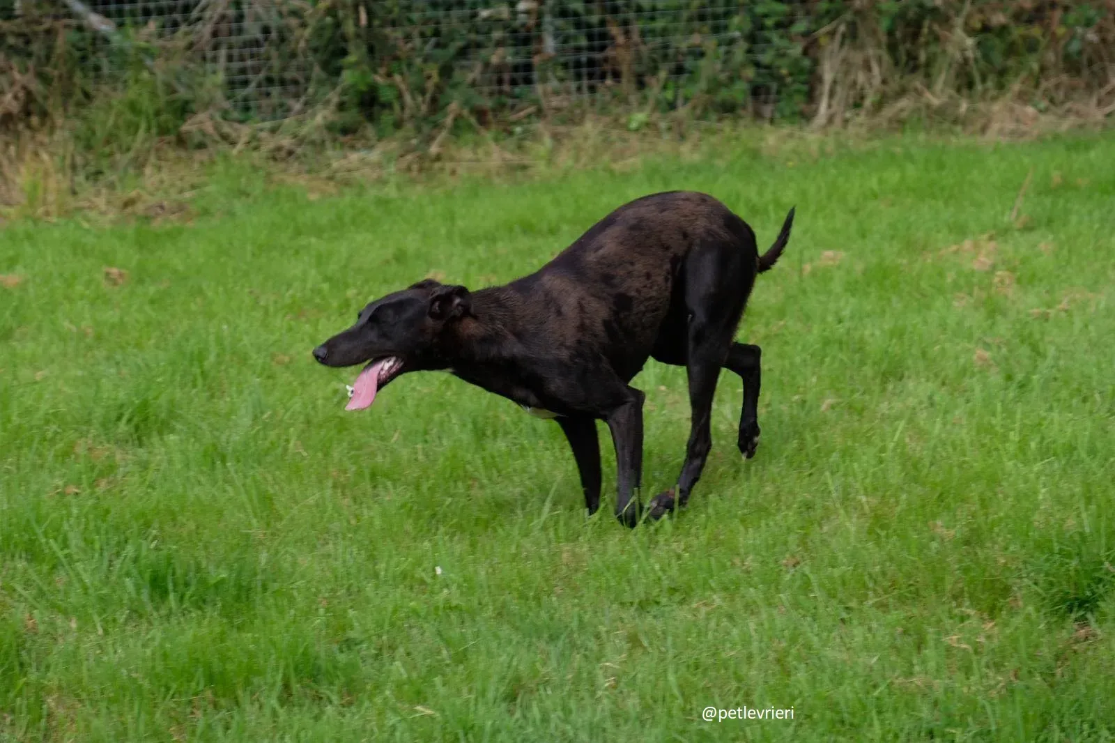 carol adozione lurcher 4 1