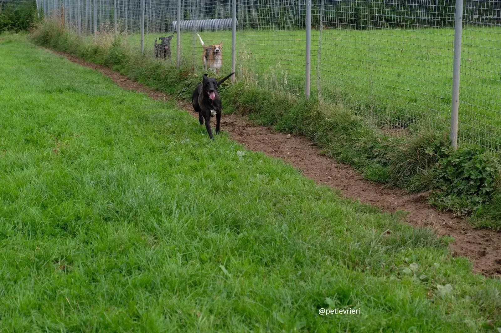 carol adozione lurcher 4