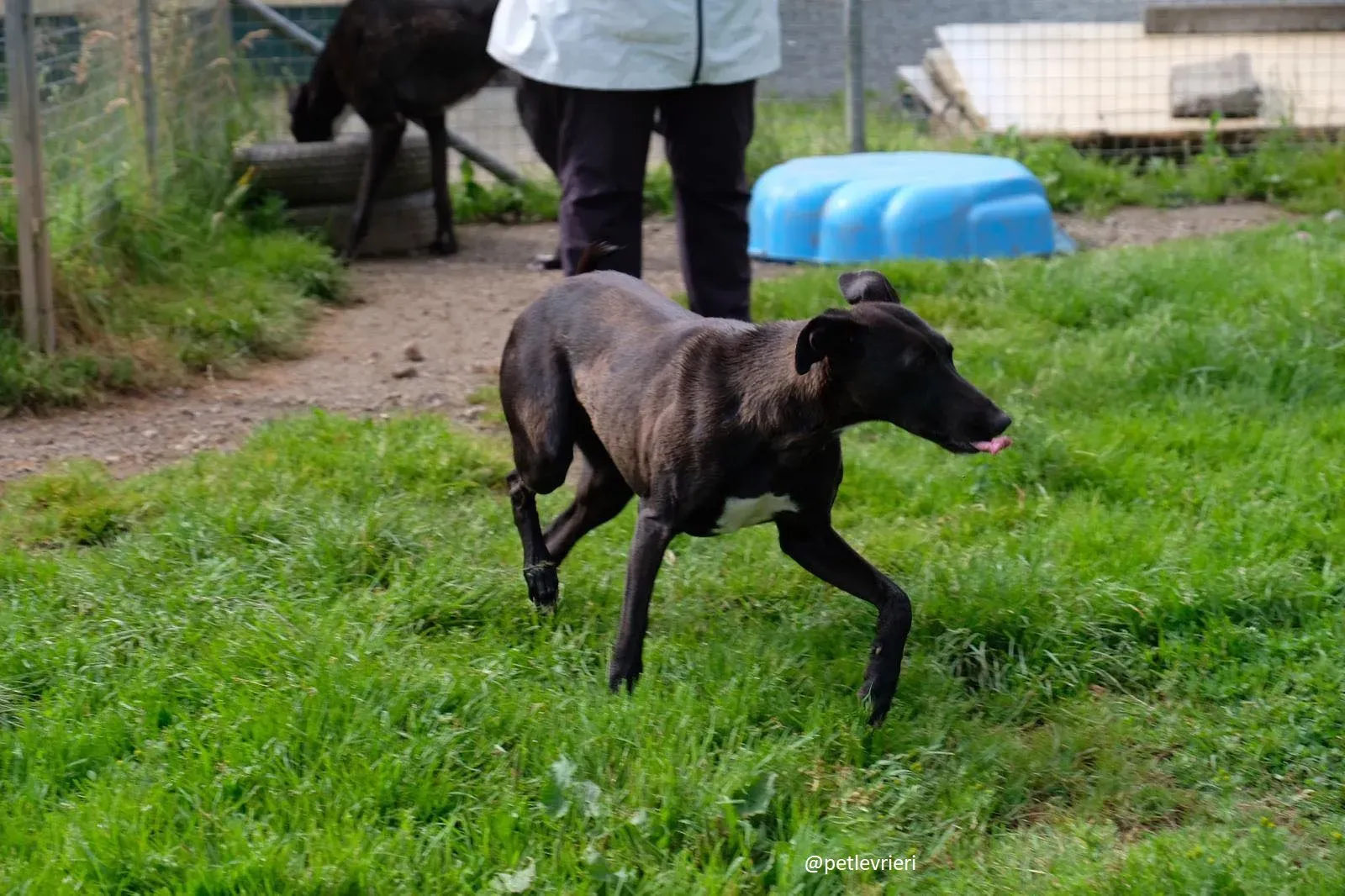 carol adozione lurcher 5