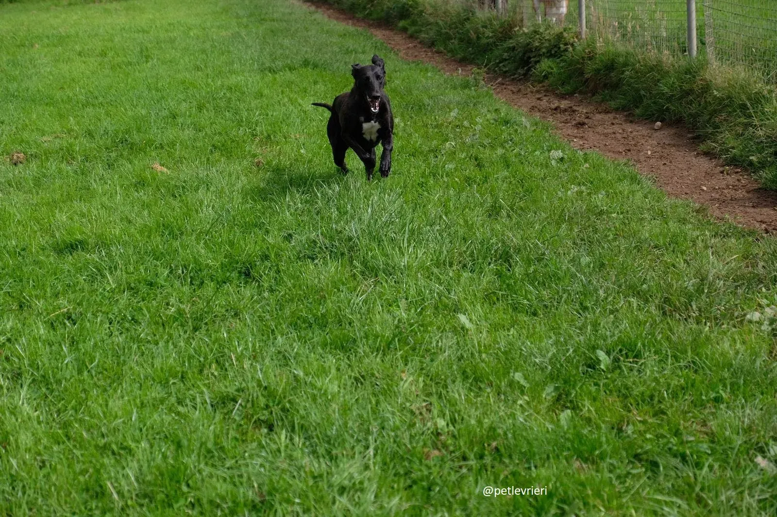 carol adozione lurcher 6