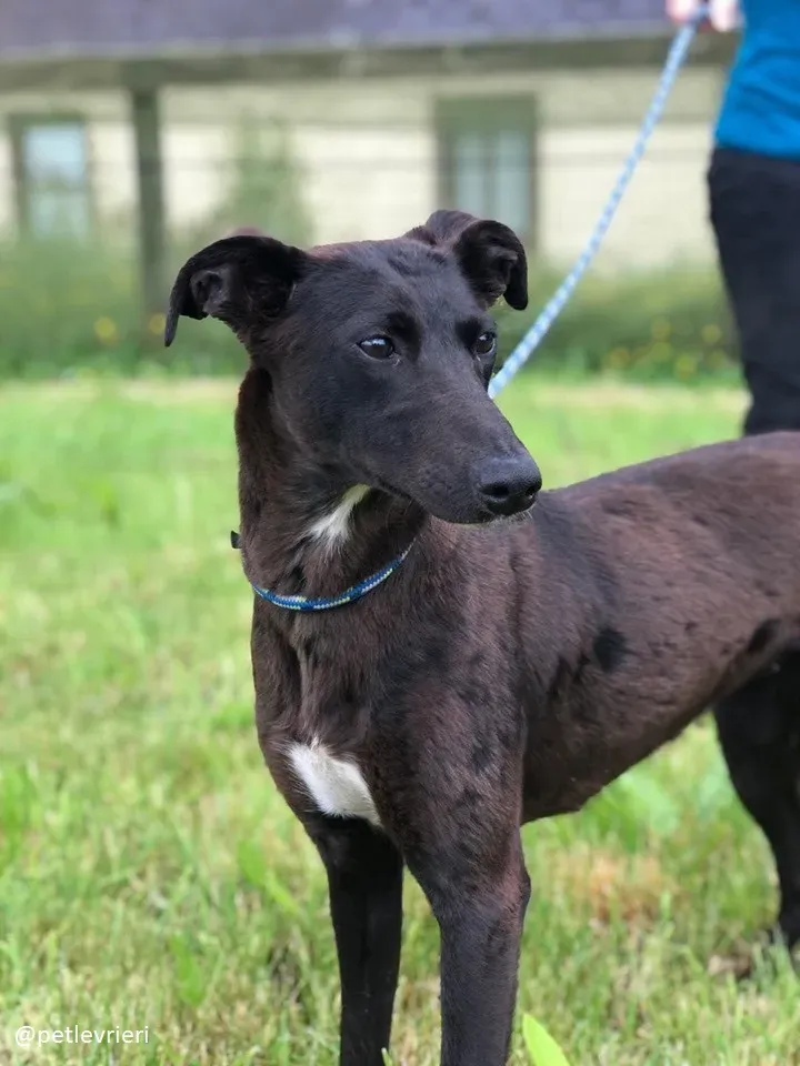 carol adozione lurcher