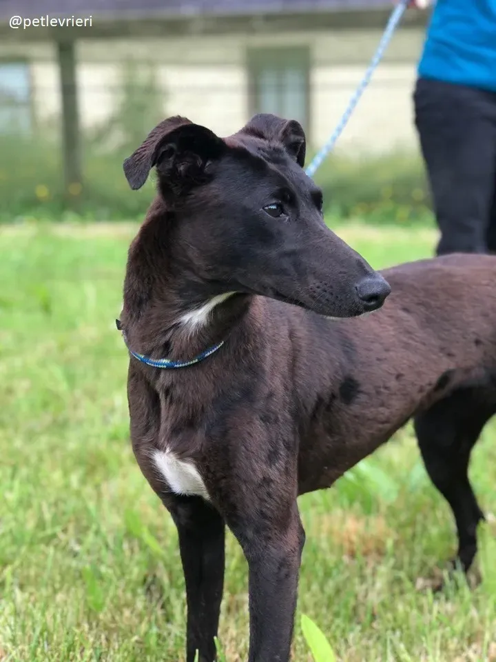 carol adozione lurcher2