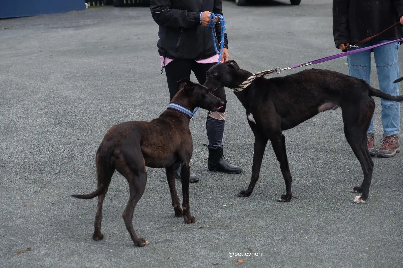 carol lily lurcher greyhound adozione